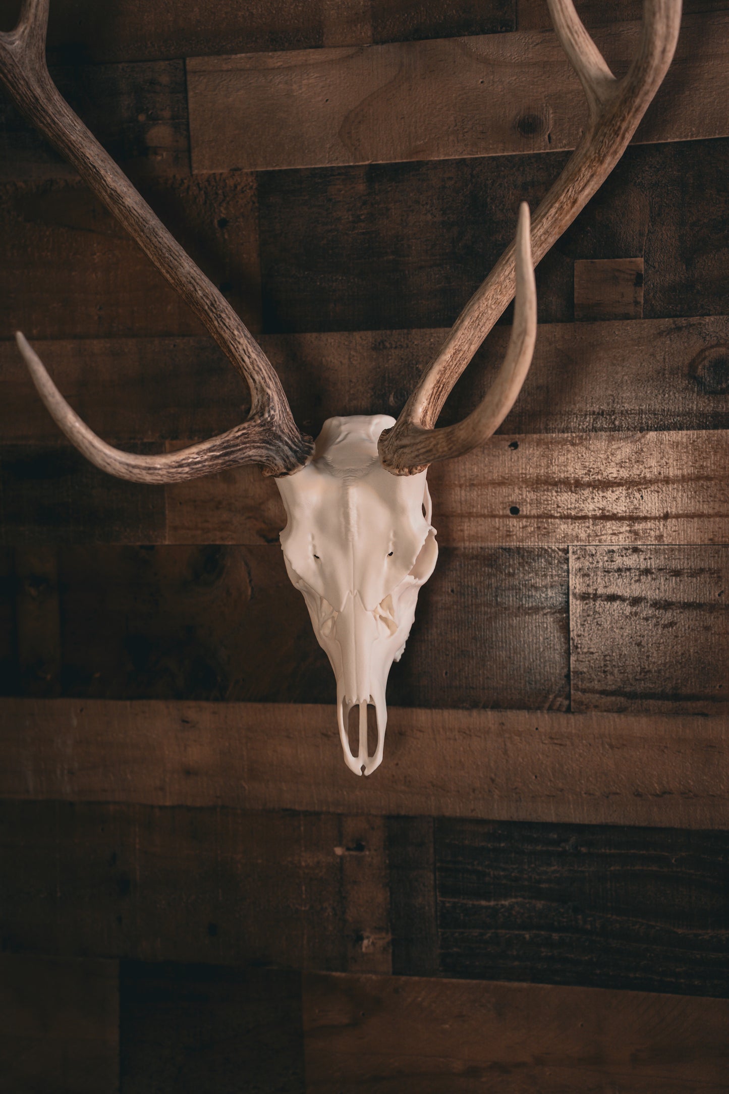 Axis Deer - Replica Mount