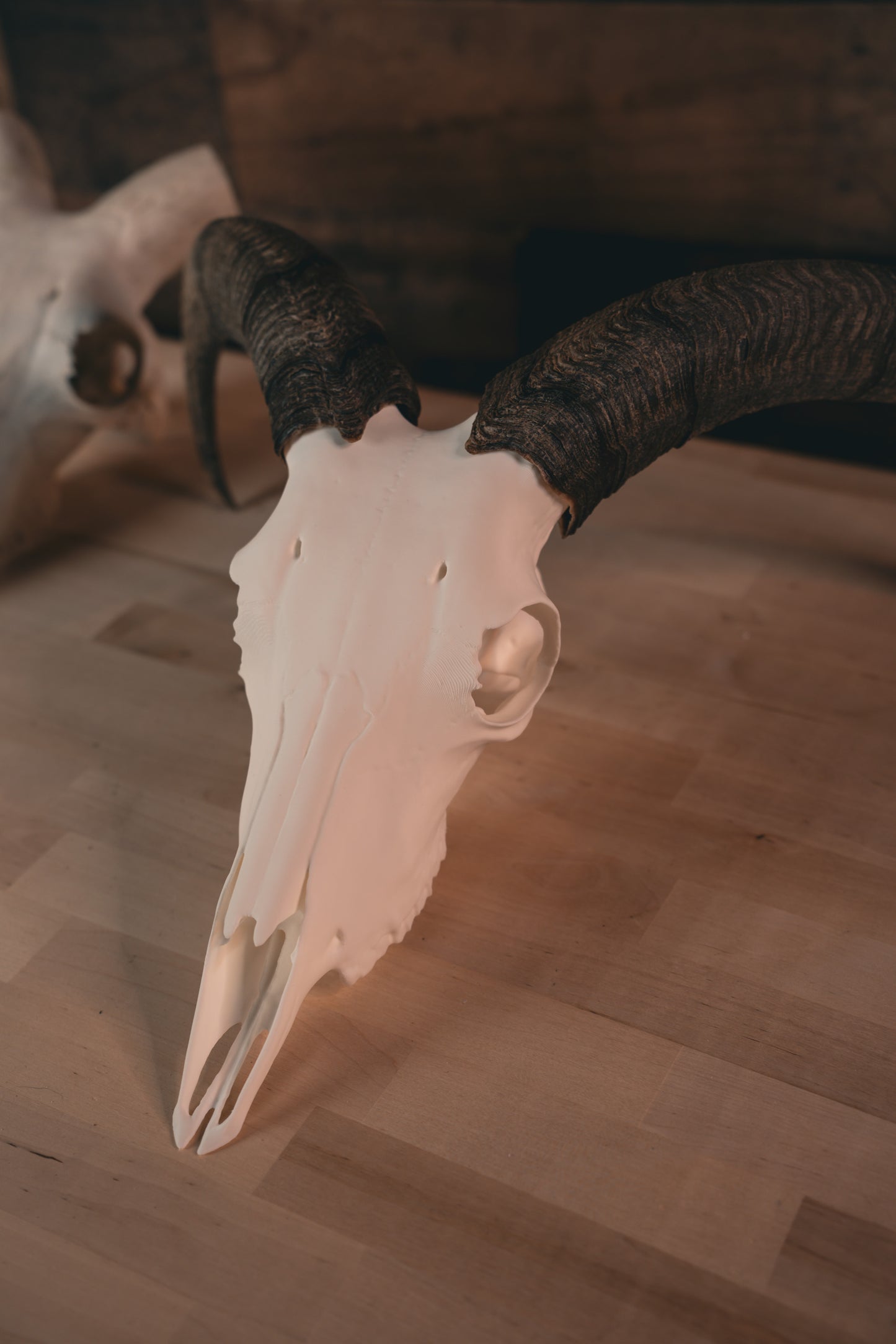 Aoudad Replica Skull (Barbary Sheep)