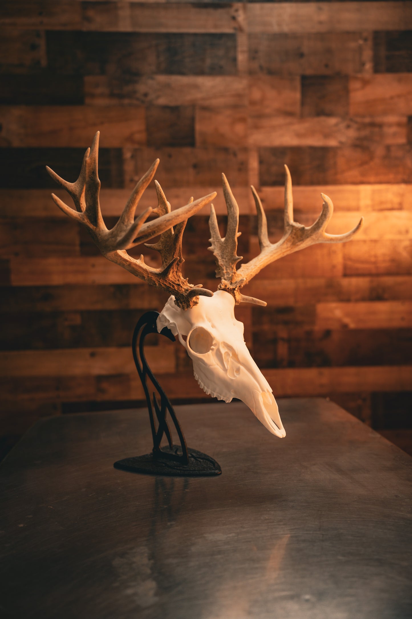 Whitetail Deer Snap Skull - Replica Mount