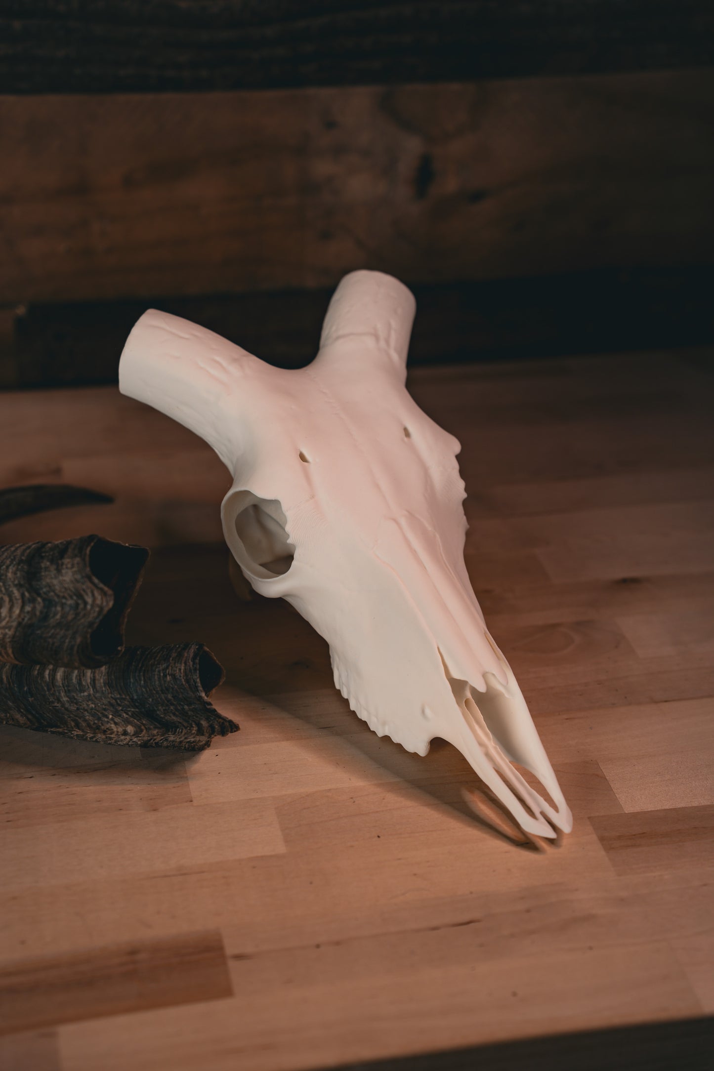 Aoudad Replica Skull (Barbary Sheep)