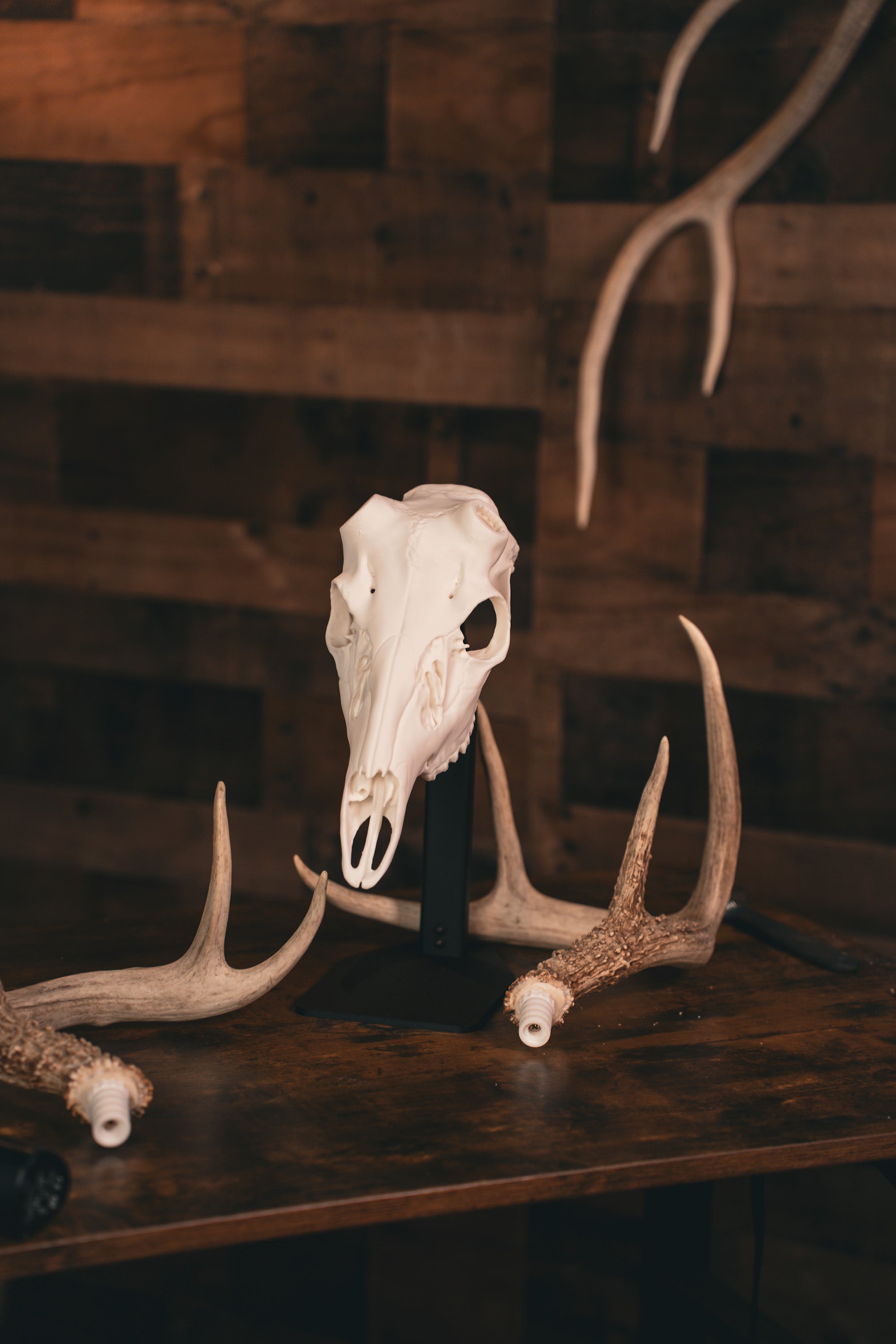 Whitetail Deer - Replica Mount – Buck Bracket