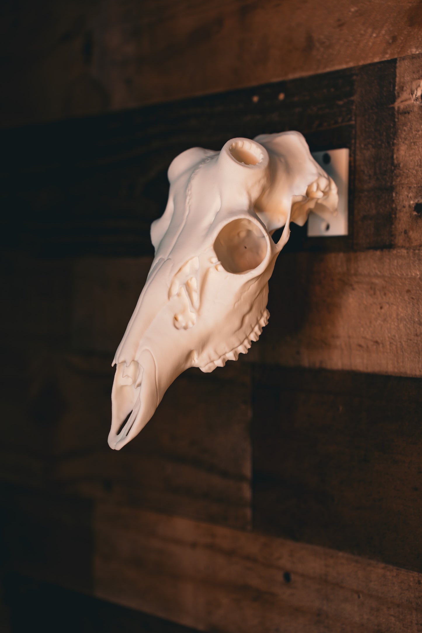 Coues Deer - Replica Mount