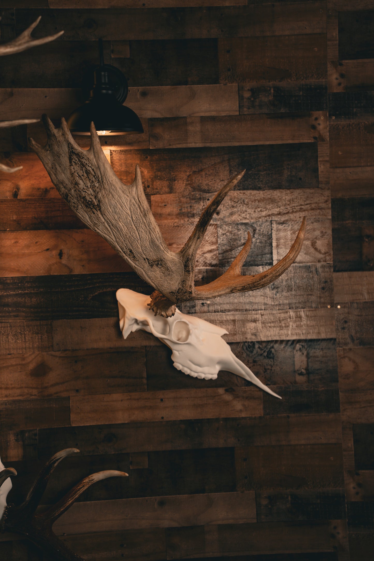 Moose Half Skull Mount