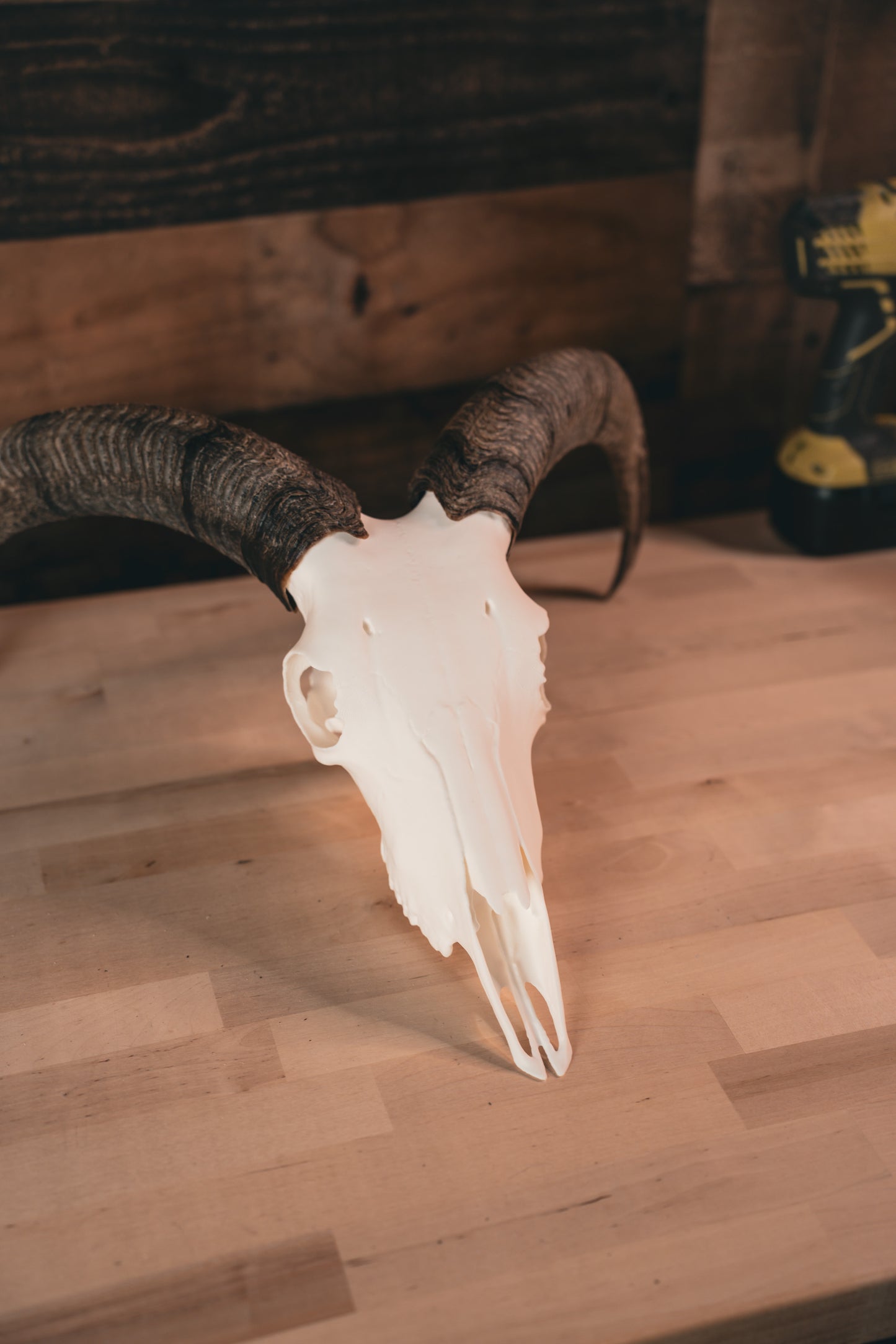 Aoudad Replica Skull (Barbary Sheep)