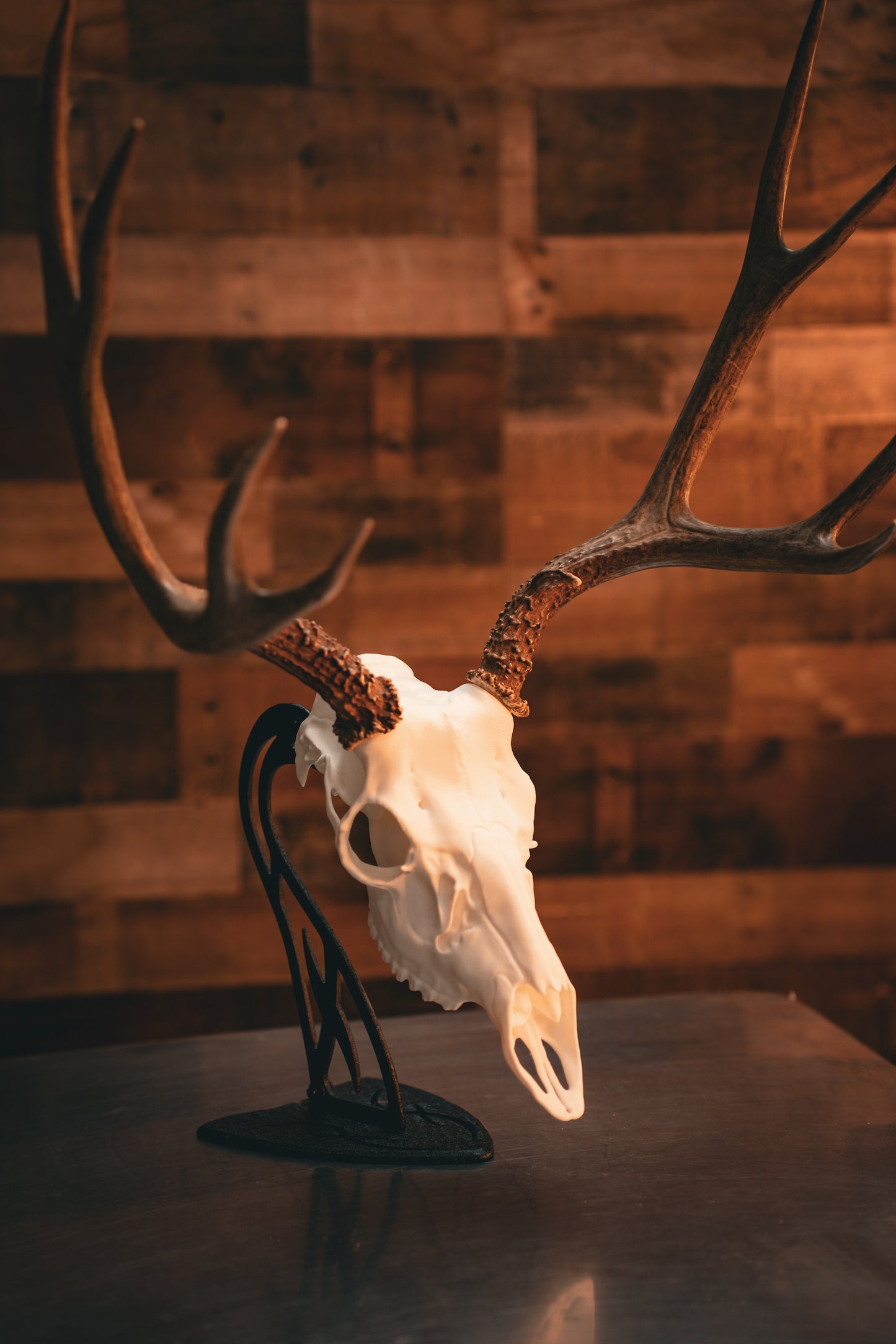 Mule Deer Snap Skull - Replica Mount