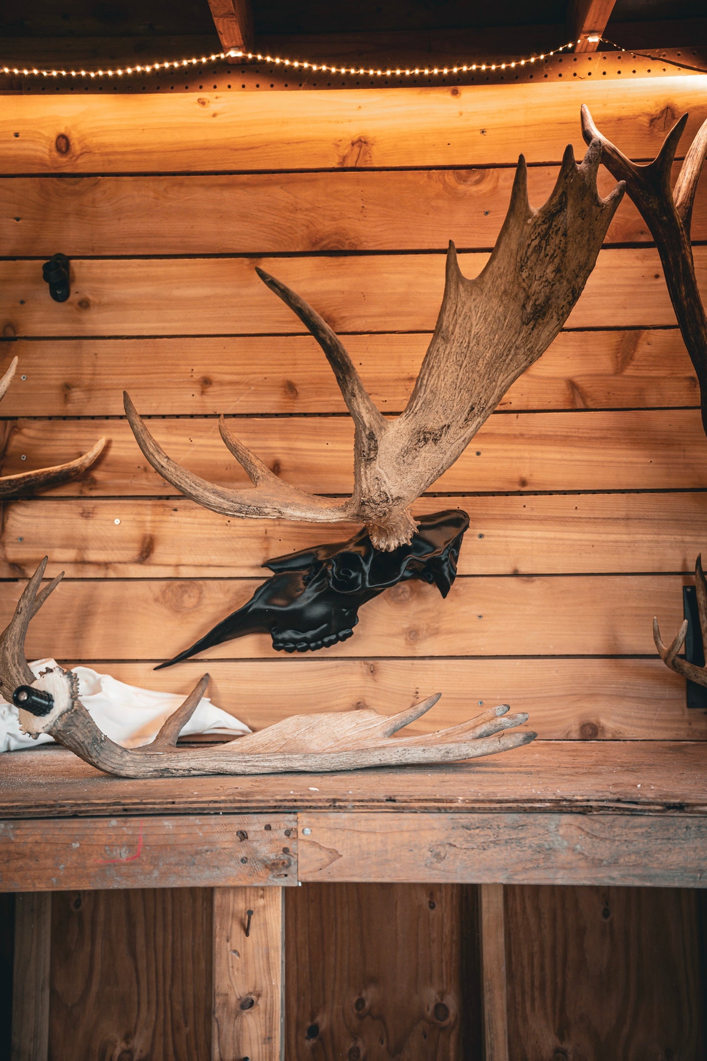 Moose Half Skull Mount