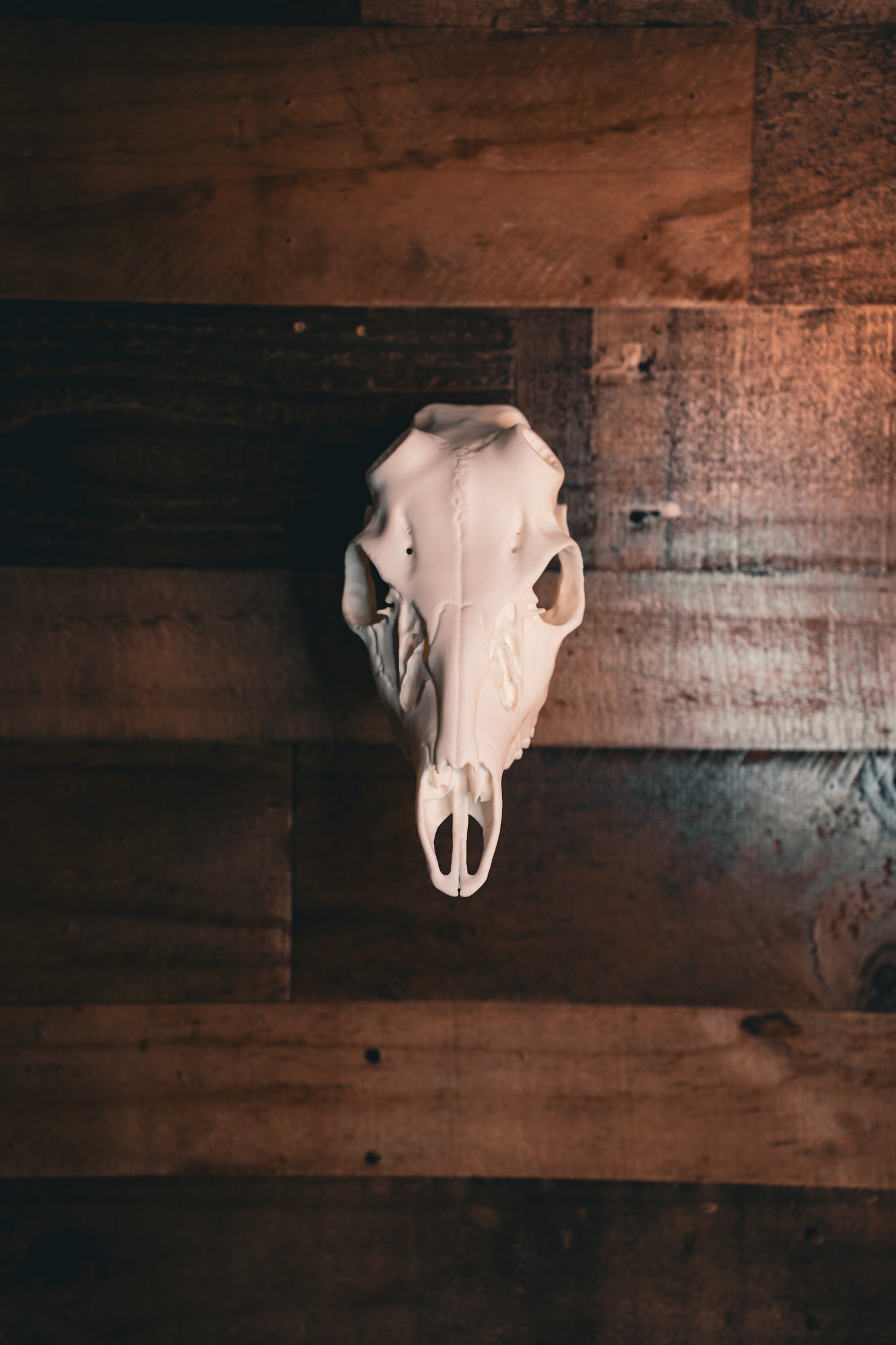 Coues Deer - Replica Mount