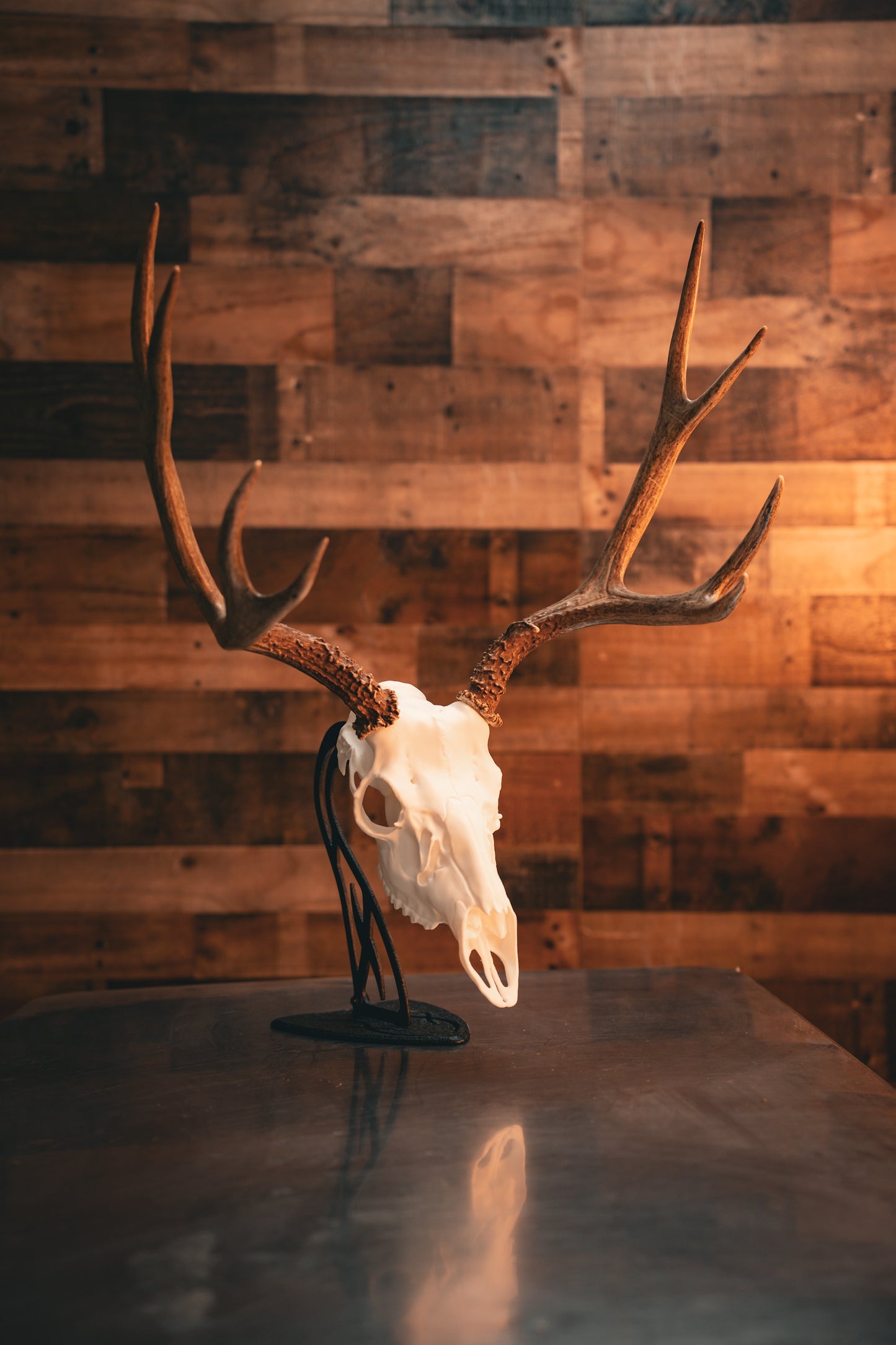 Mule Deer Snap Skull - Replica Mount