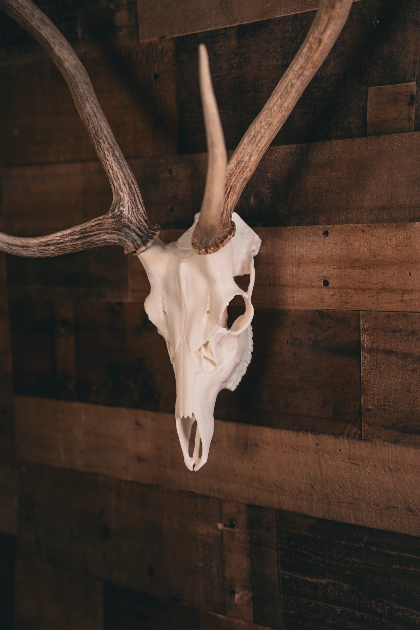 Axis Deer - Replica Mount