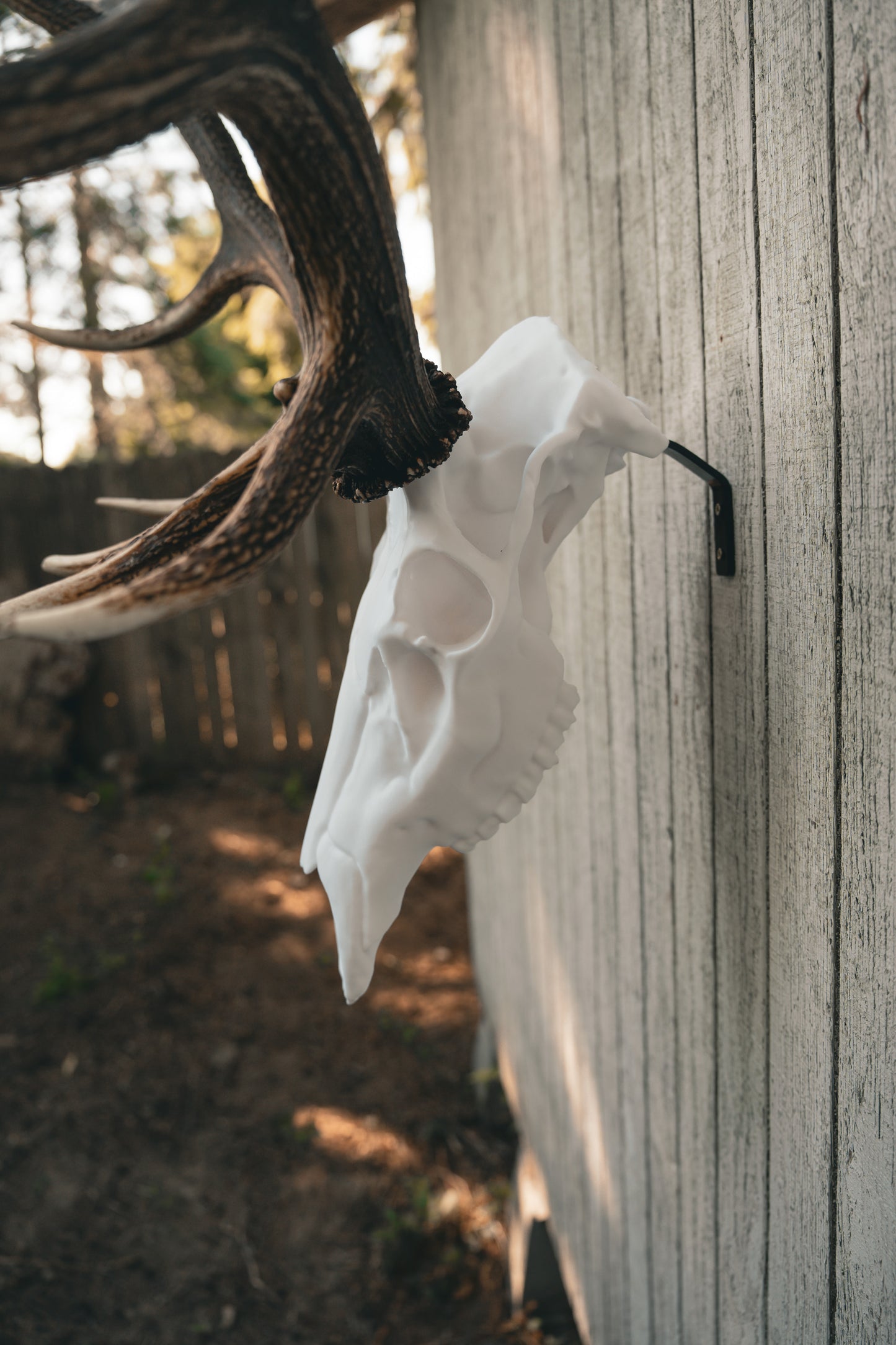 Elk Snap Skull - Replica Mount