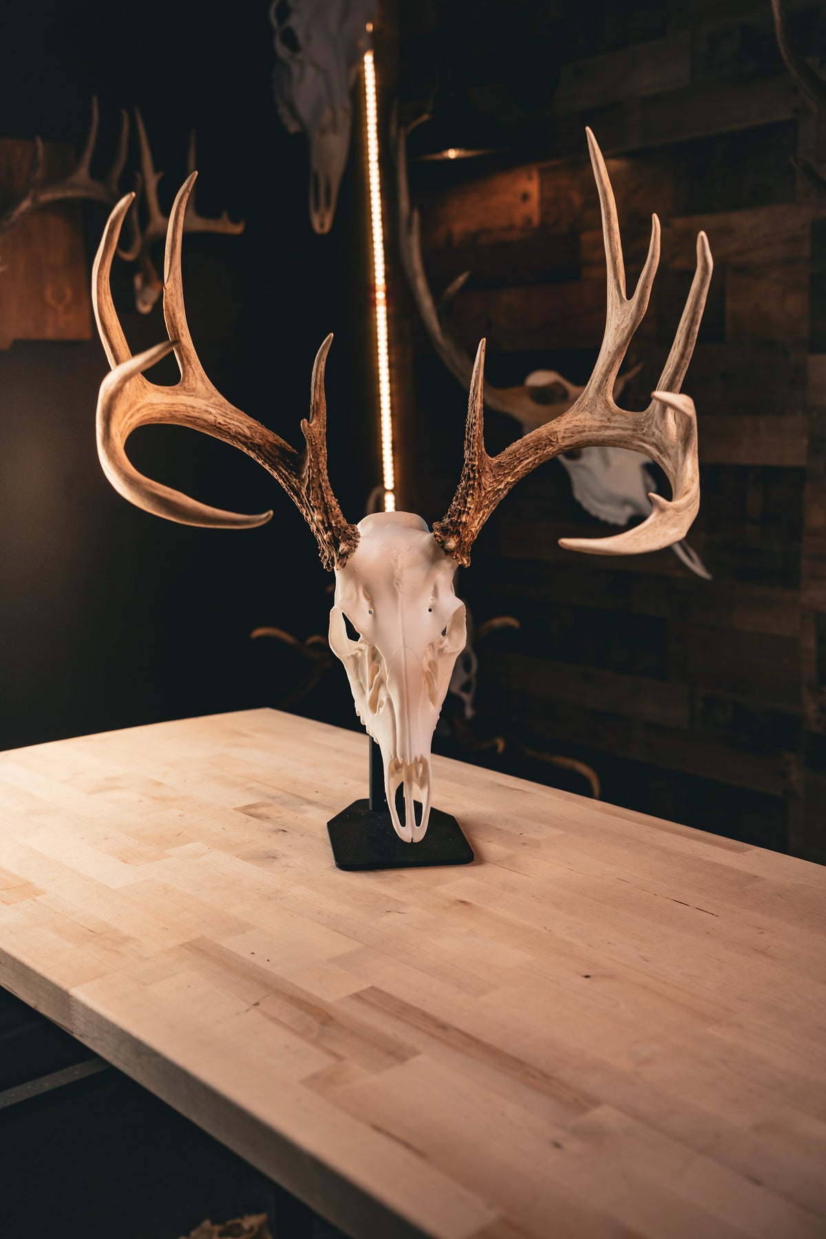Whitetail Deer - Replica Mount