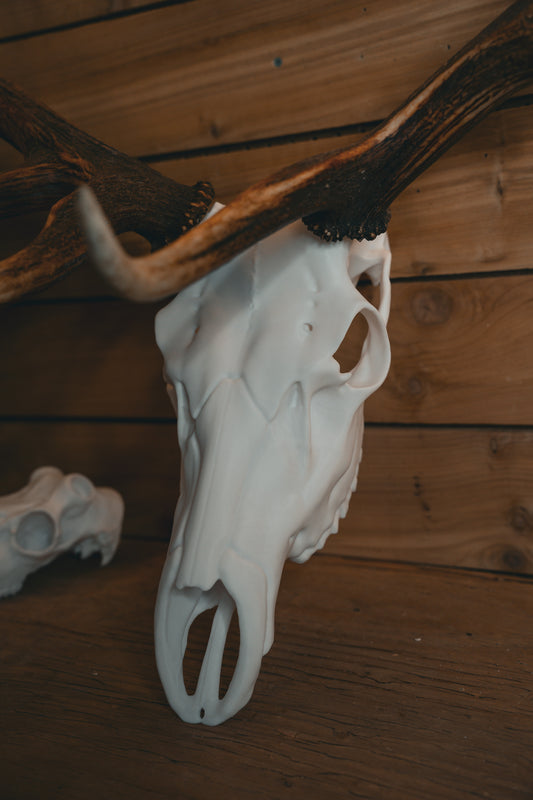 Elk Snap Skull - Replica Mount