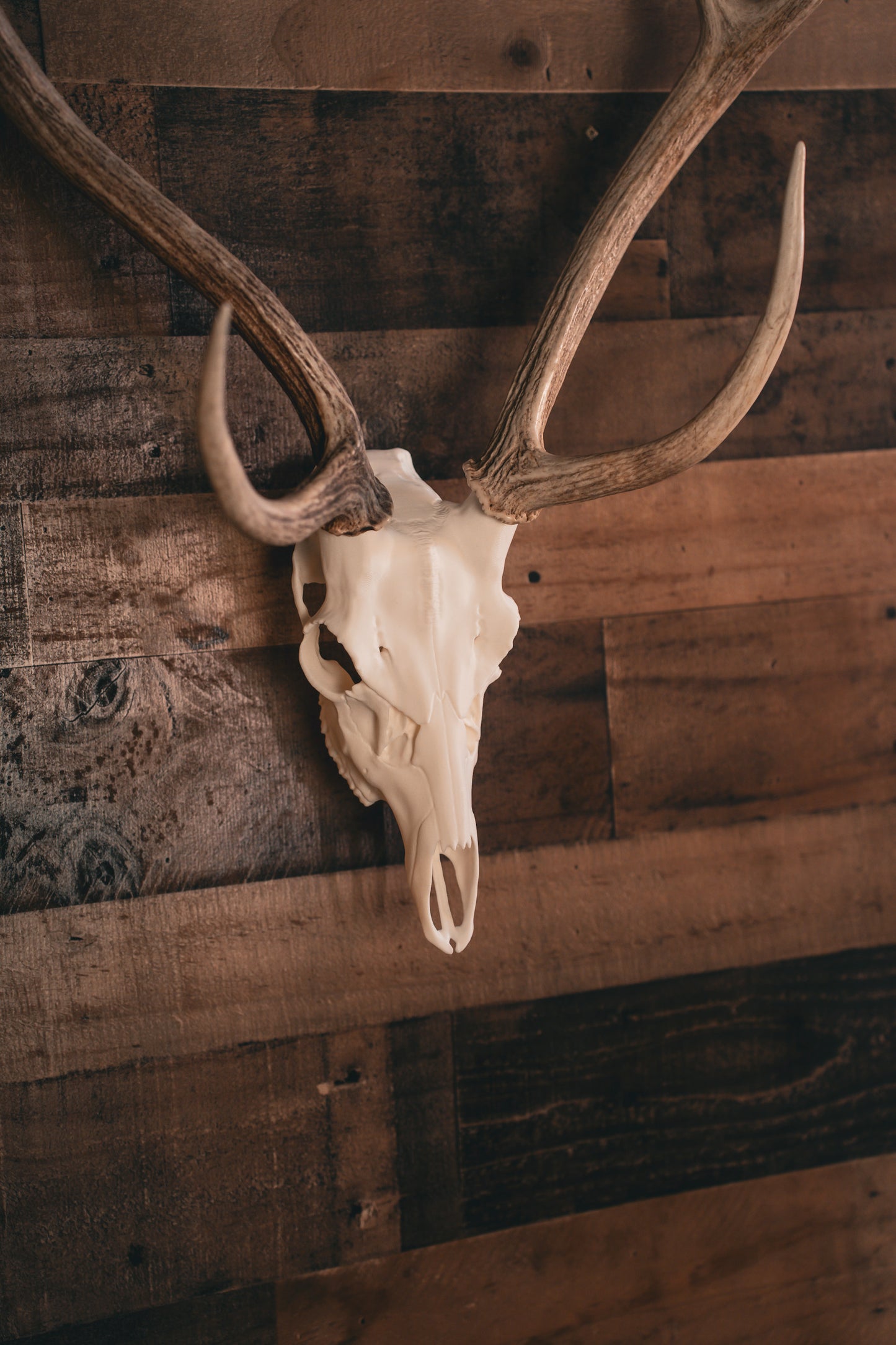 Axis Deer - Replica Mount
