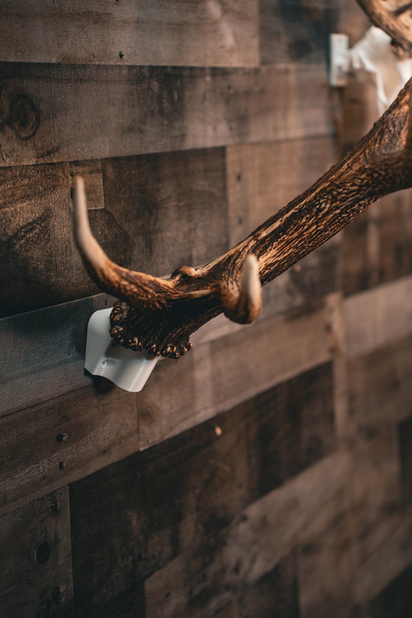 Bull Bracket