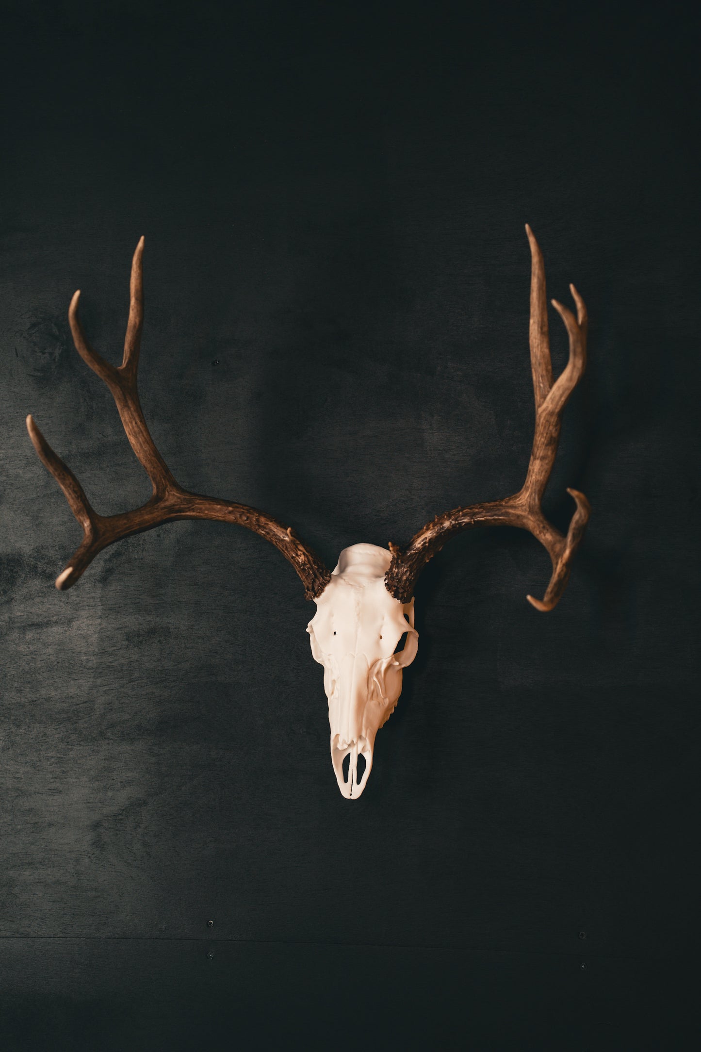 Mule Deer - Replica Mount