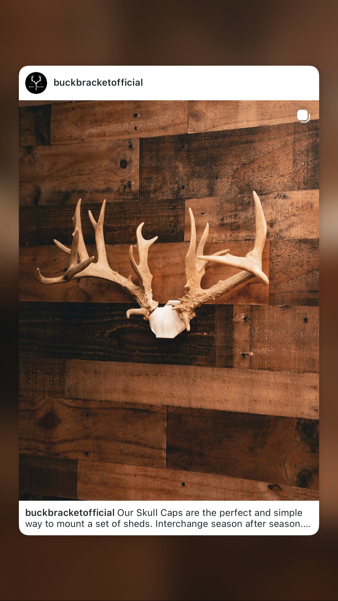 Deer Skull Cap - Replica Mount