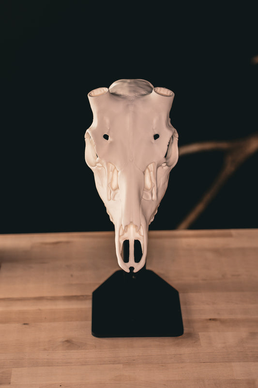 Fallow Deer Replica Skull