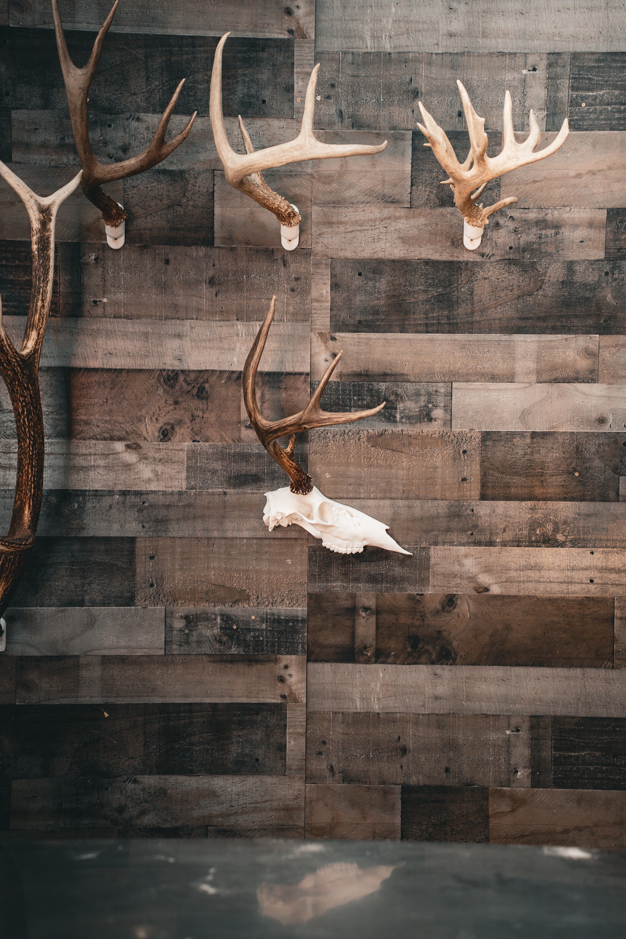 Deer Half Skull Mount – Buck Bracket