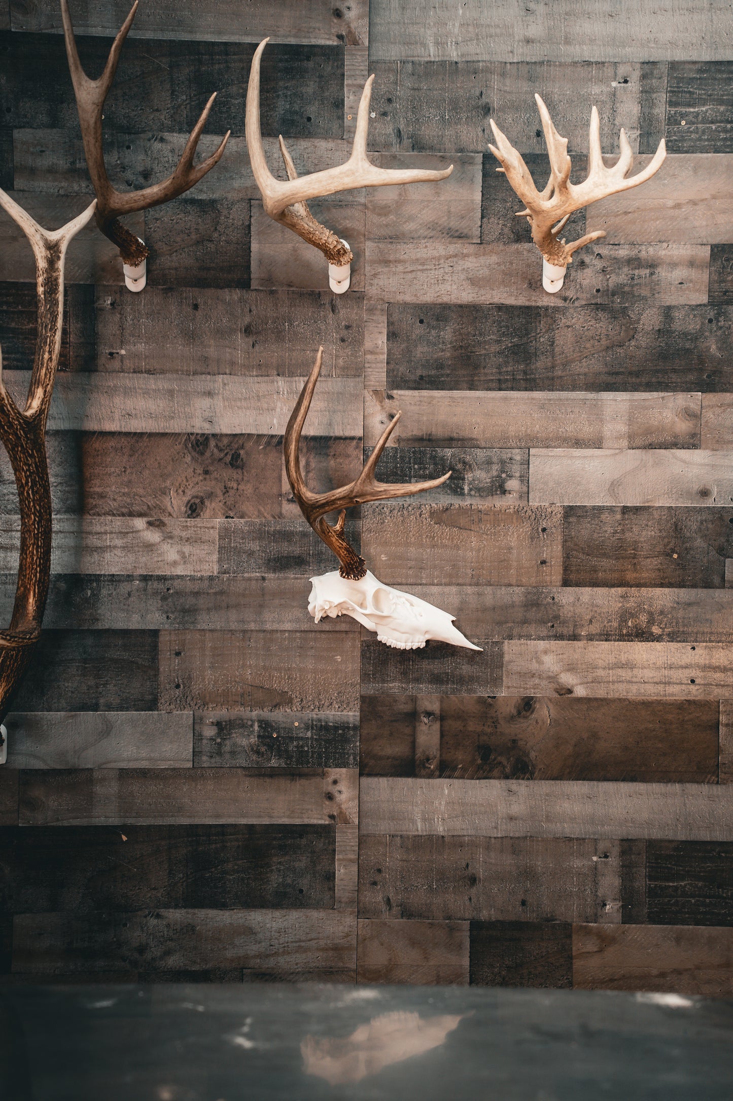 Deer Half Skull Mount