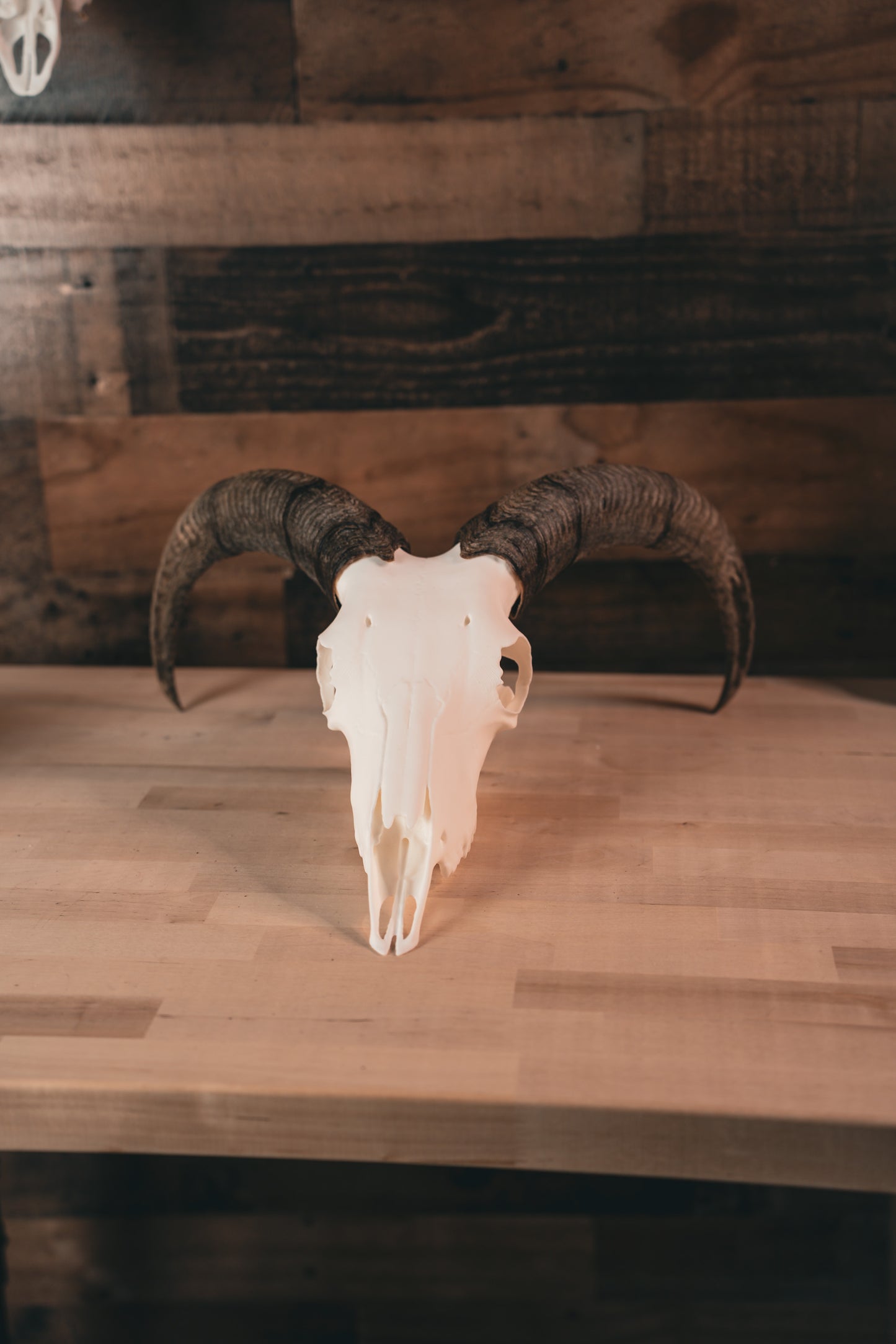 Aoudad Replica Skull (Barbary Sheep)