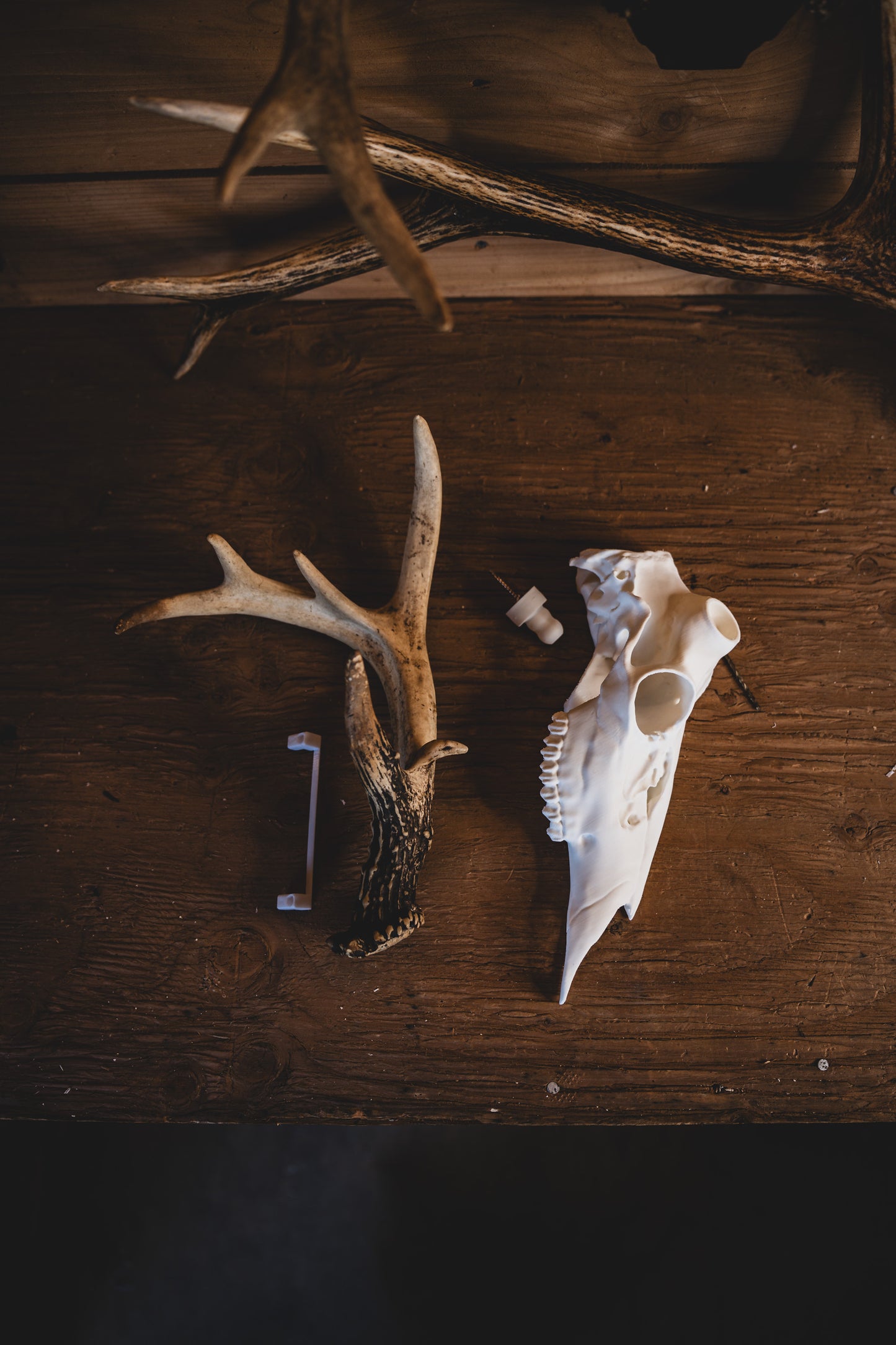 Deer Half Skull Mount