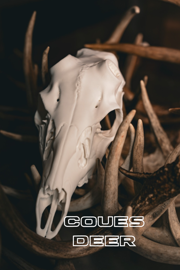 Coues Deer - Replica Mount