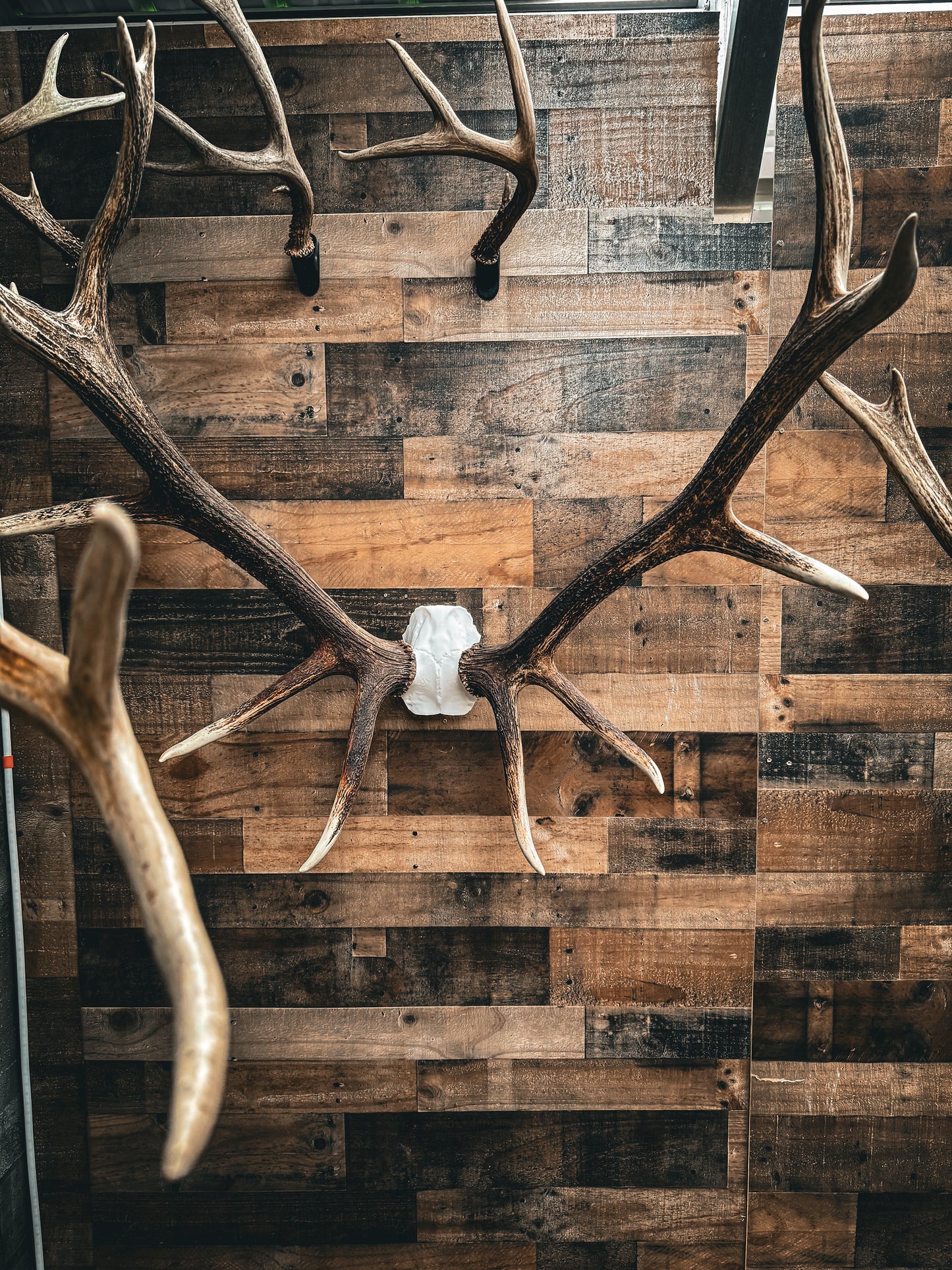 Elk Skull Cap - Replica Mount