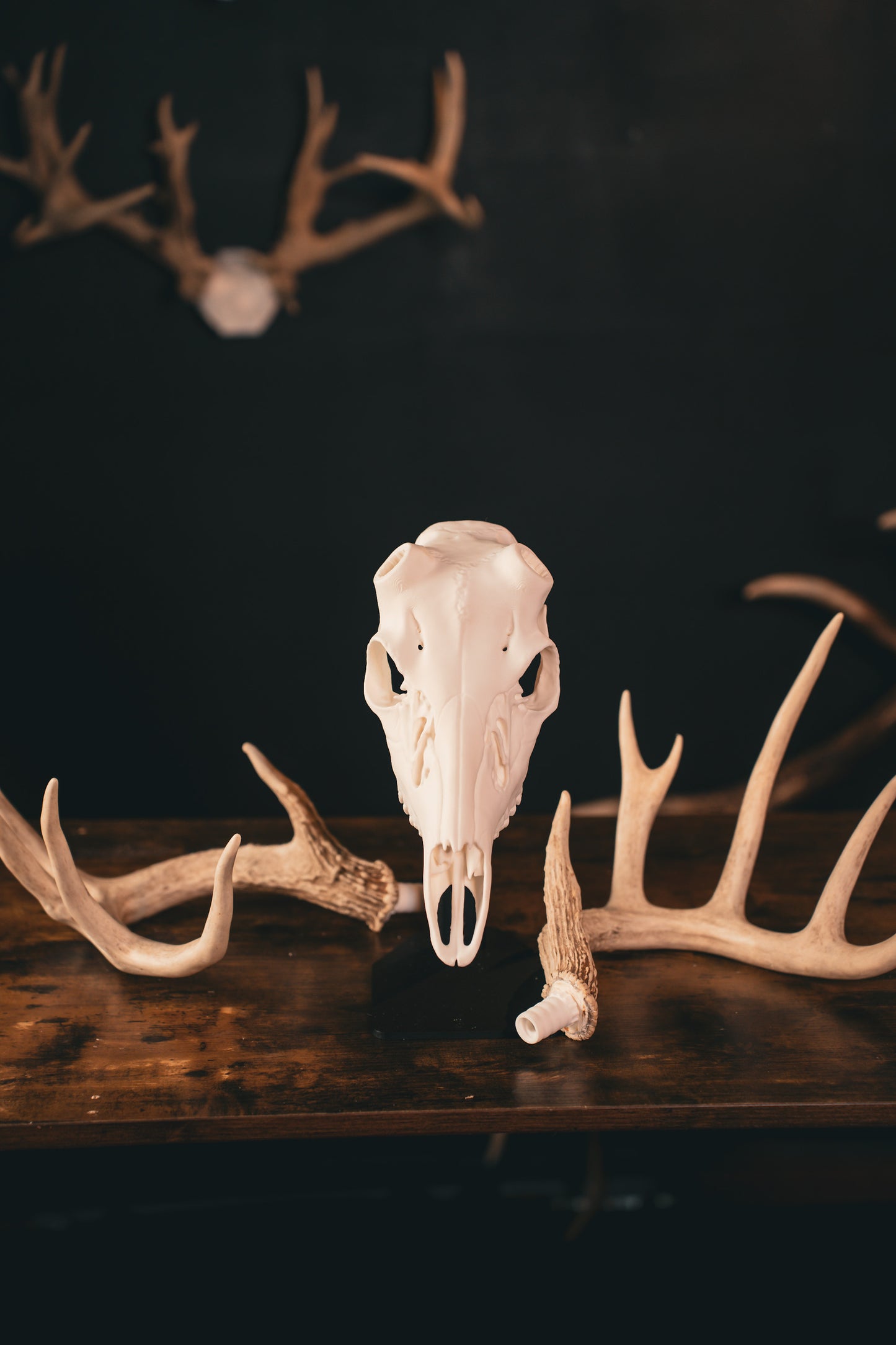 Whitetail Deer - Replica Mount