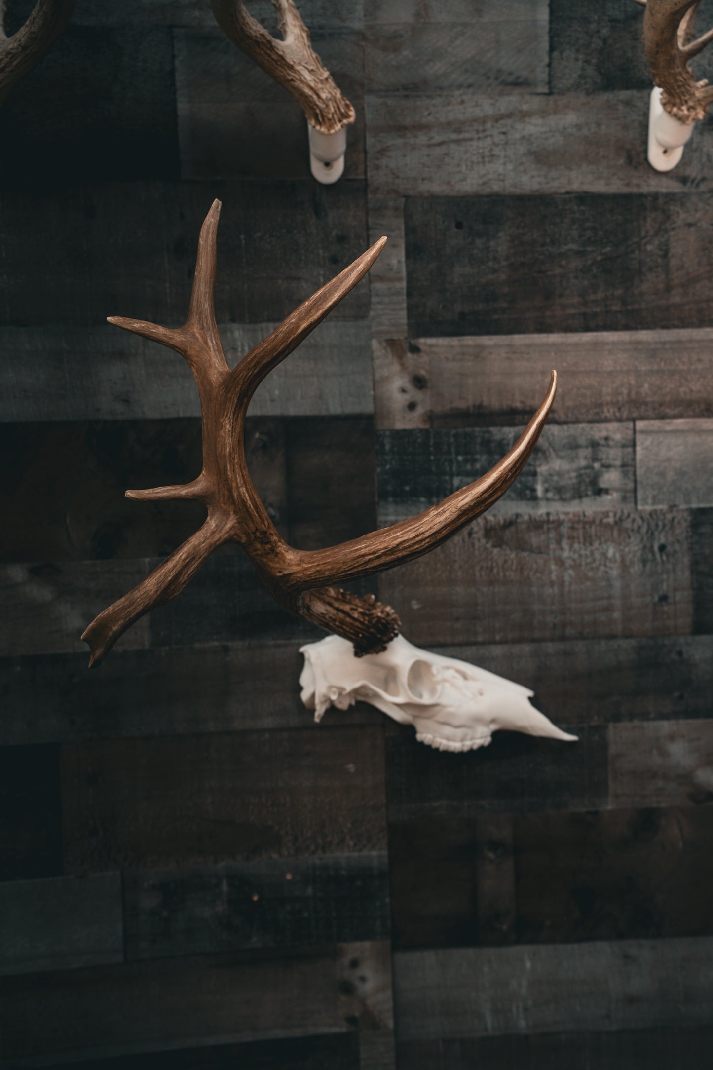 Deer Half Skull Mount