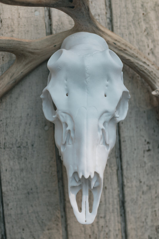 Mule Deer Snap Skull