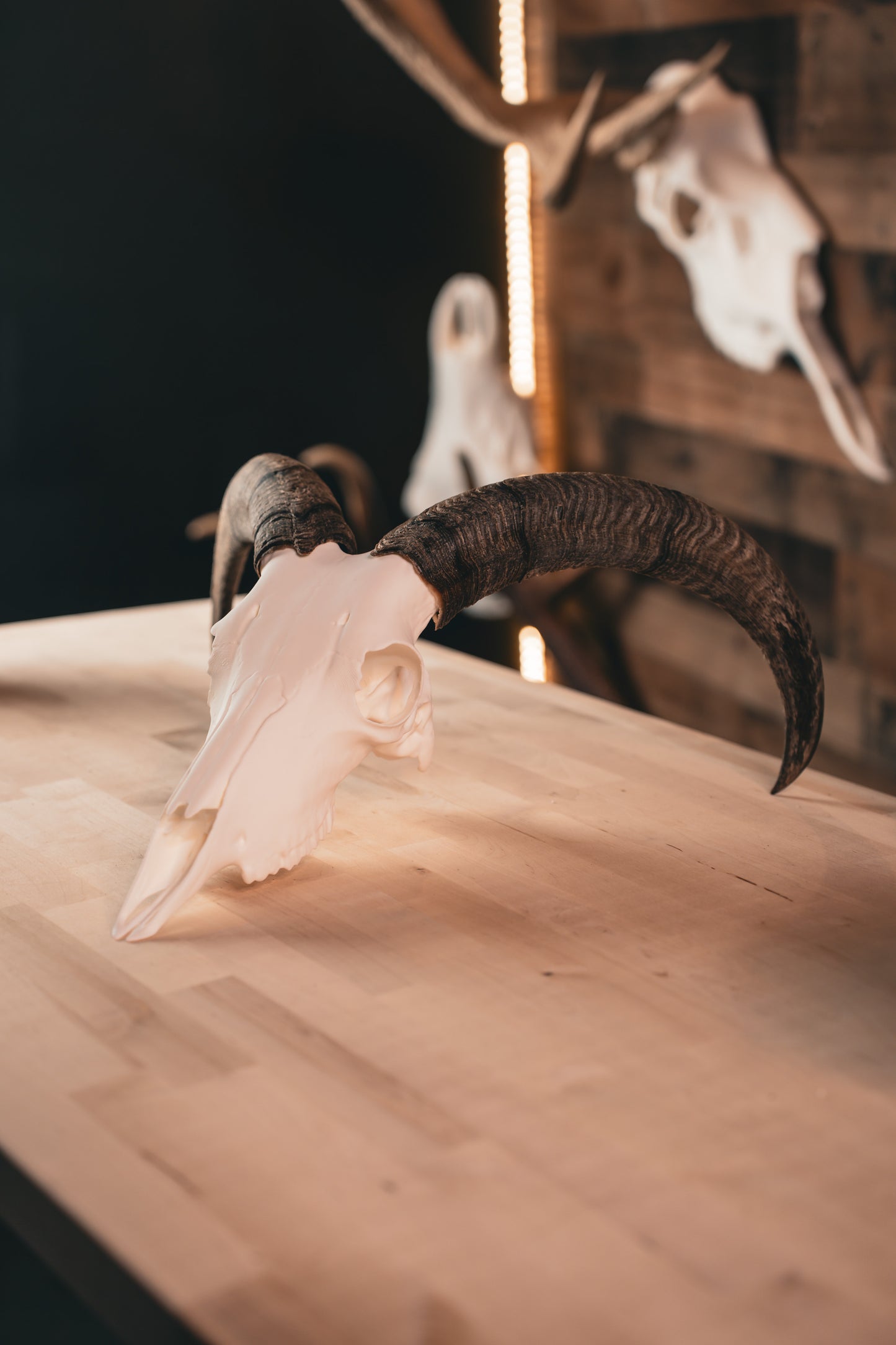 Aoudad Replica Skull (Barbary Sheep)