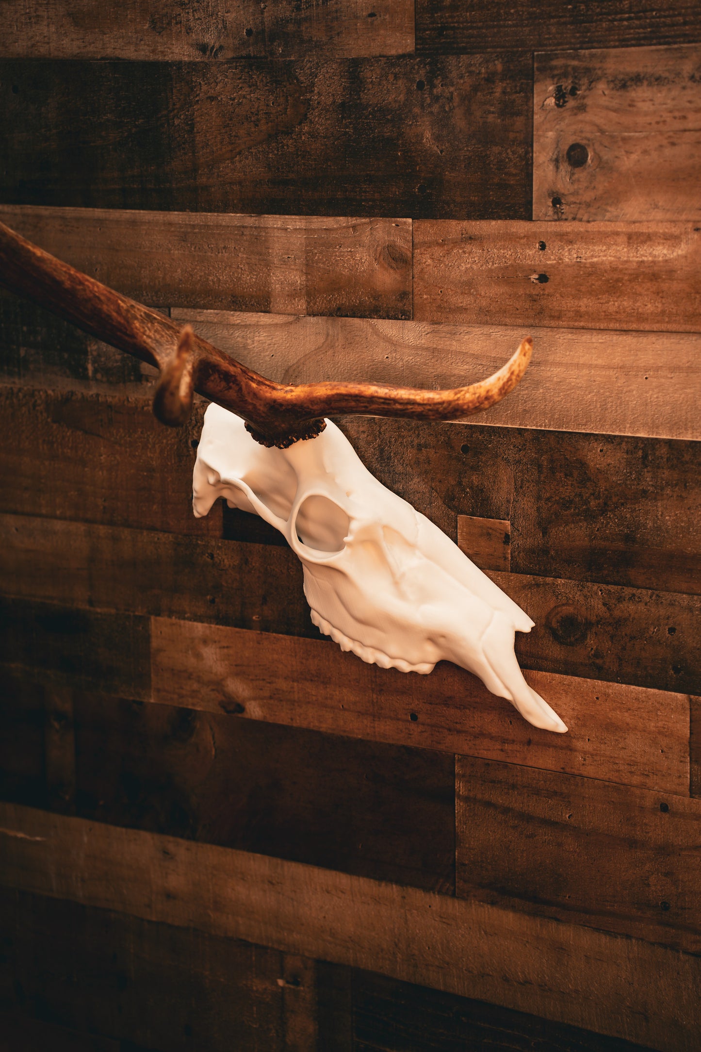 Elk Half Skull Mount