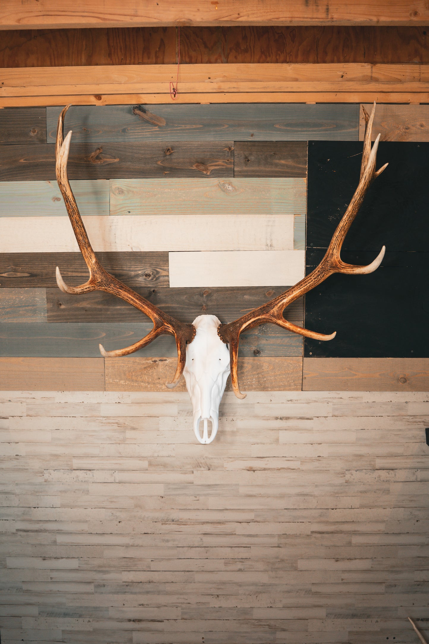 Elk Snap Skull - Replica Mount