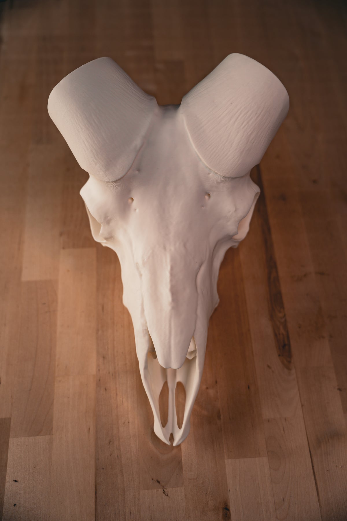 Bighorn Sheep Replica Skull