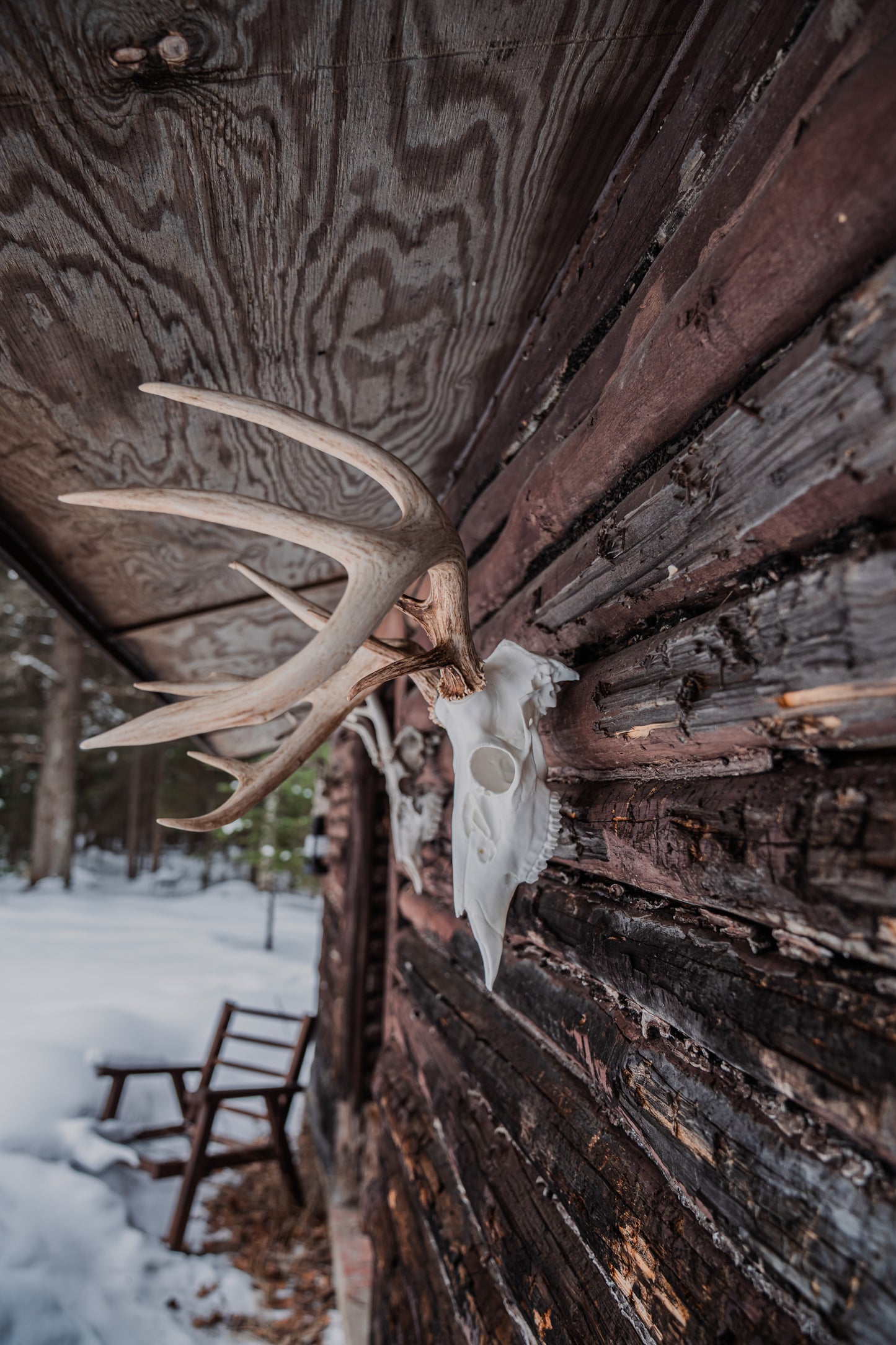 Whitetail Deer Snap Skull - Replica Mount