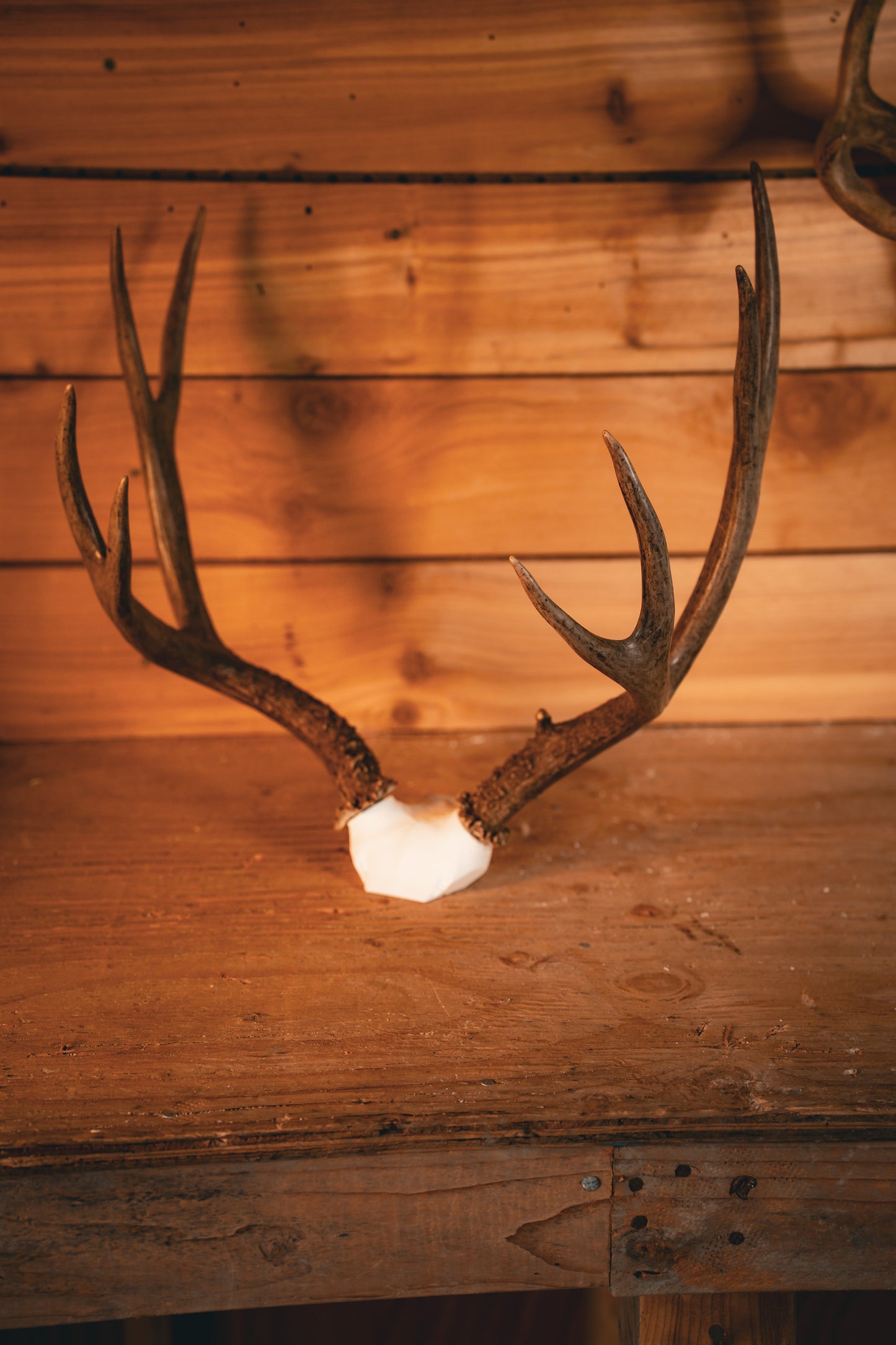 Deer Skull Cap - Replica Mount