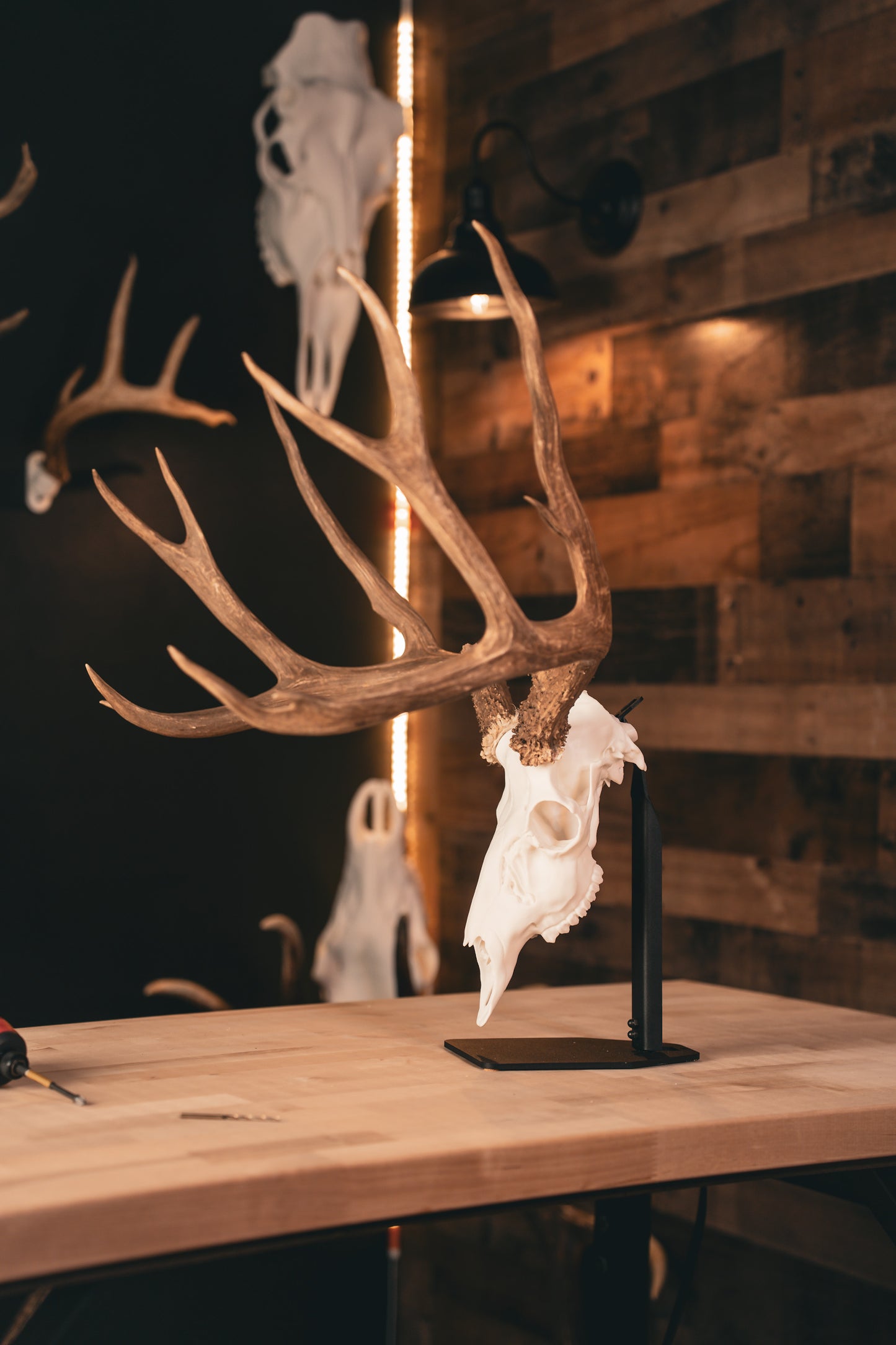 Mule Deer - Replica Mount