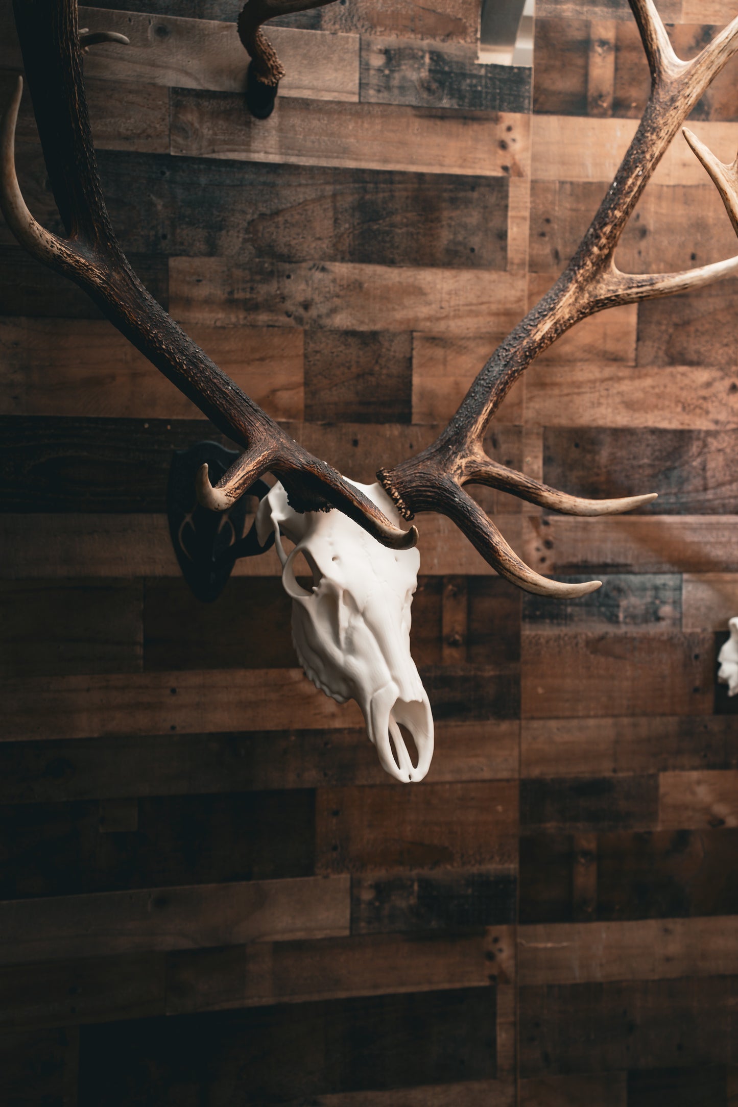 Elk Skull - Replica Mount