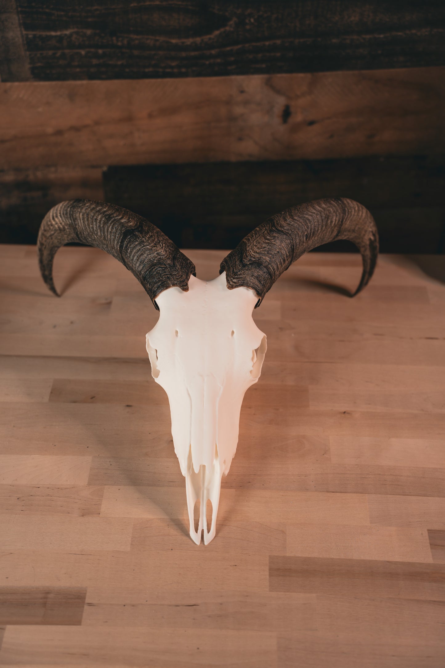 Aoudad Replica Skull (Barbary Sheep)
