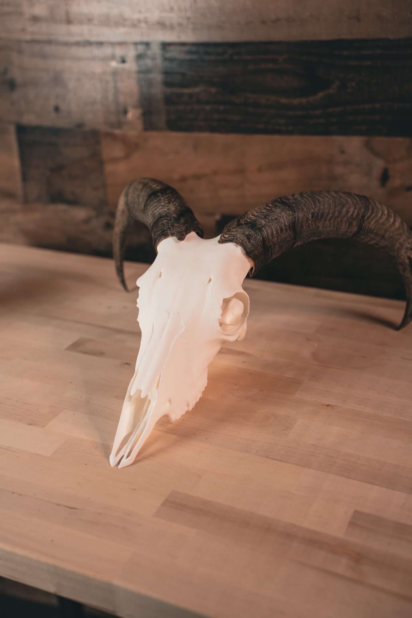 Aoudad Replica Skull (Barbary Sheep)