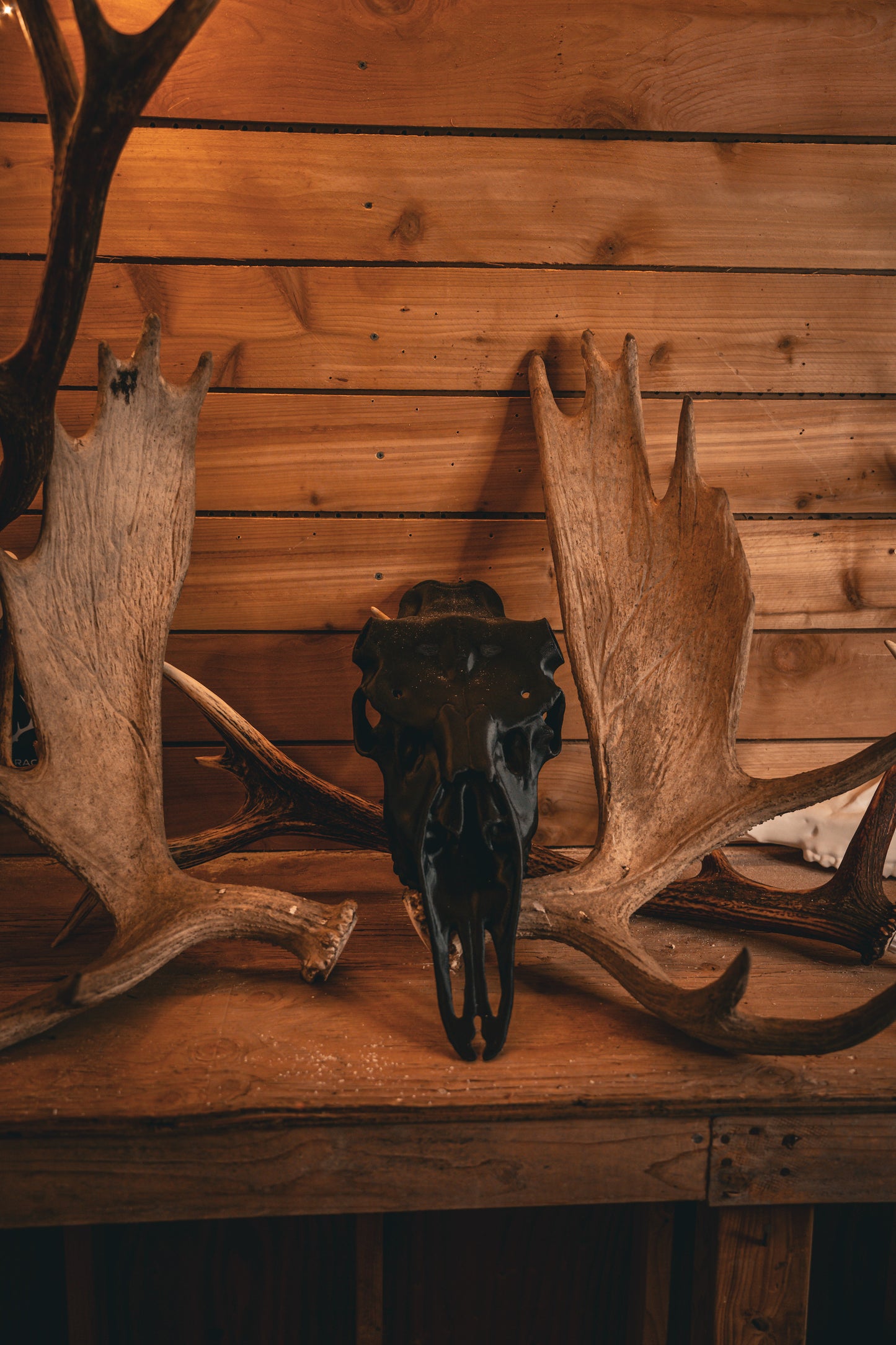 Moose Snap Skull - Replica Mount