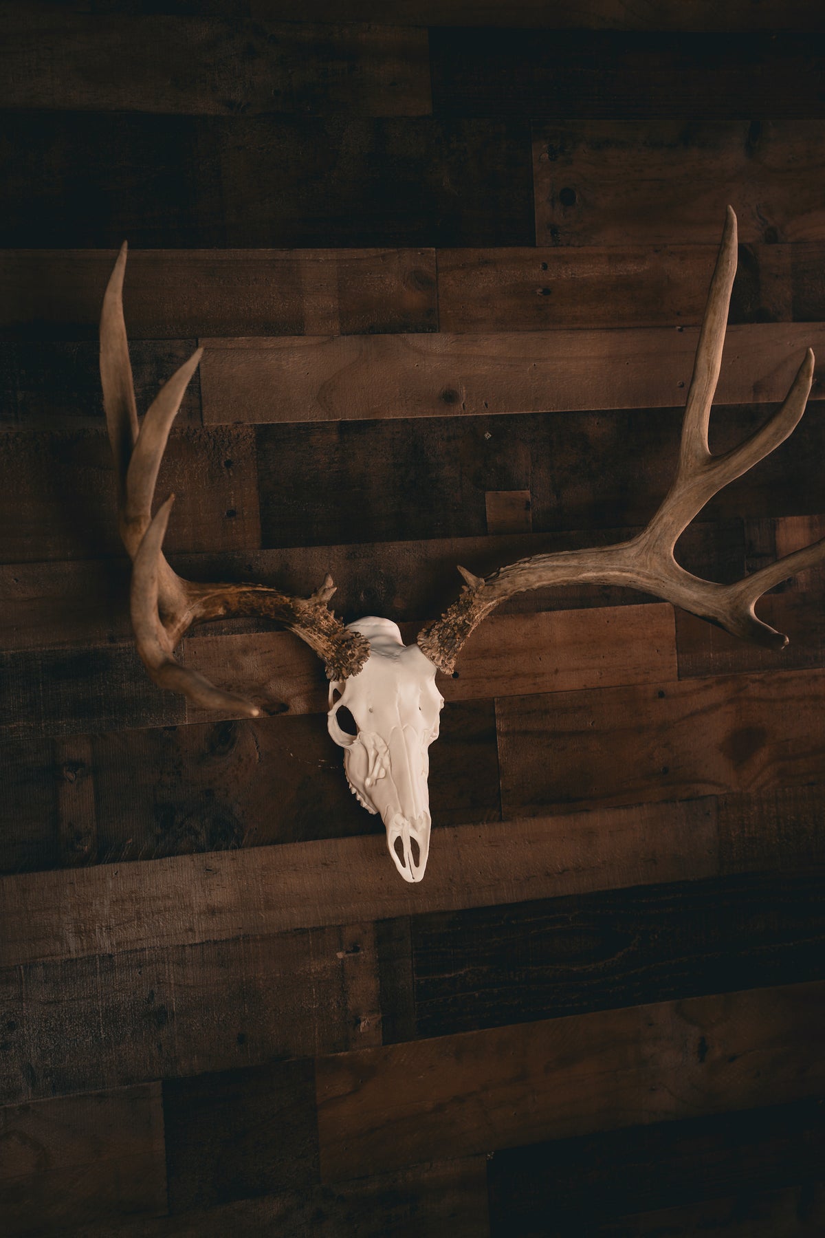 Mule Deer - Replica Mount