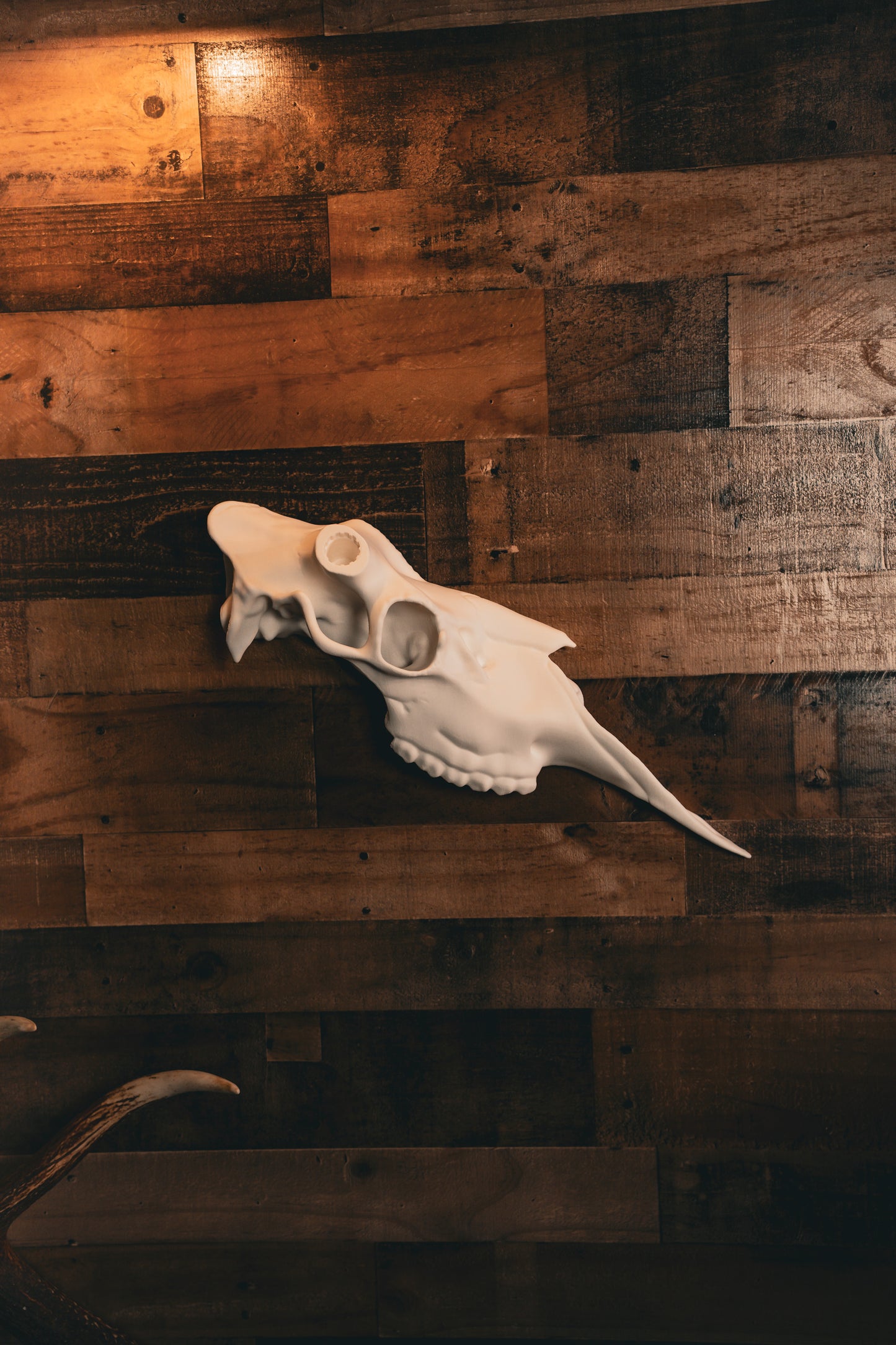 Moose Half Skull Mount