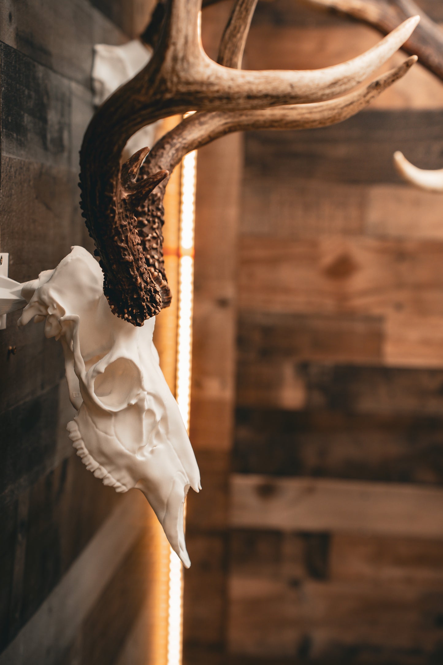 Blacktail Deer - Replica Mount