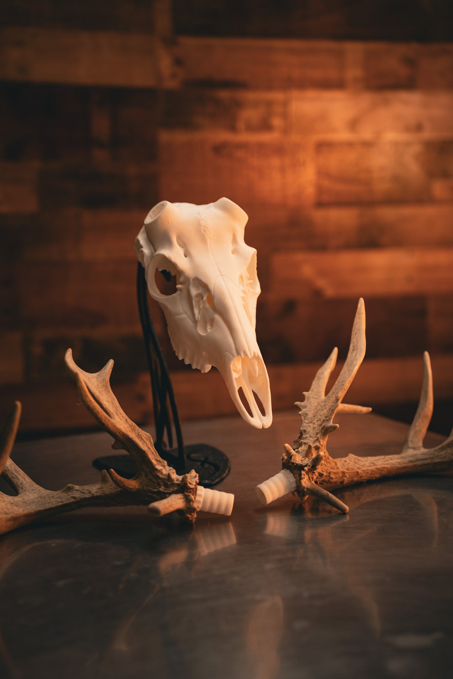 Whitetail Deer Snap Skull - Replica Mount
