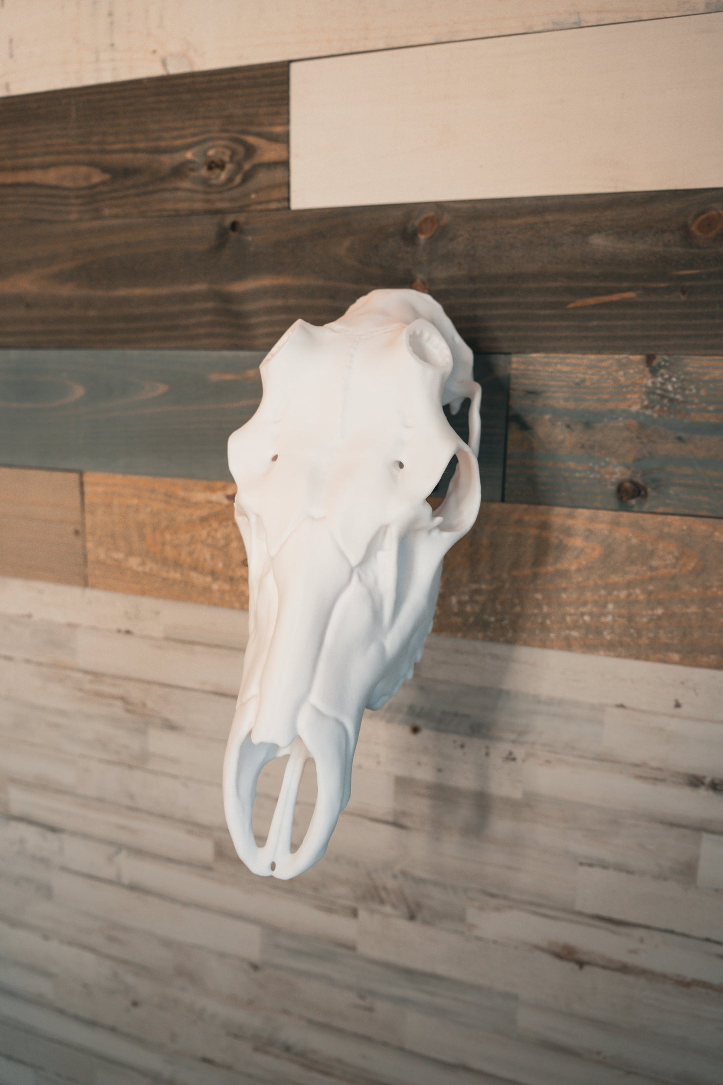 Elk Snap Skull - Replica Mount