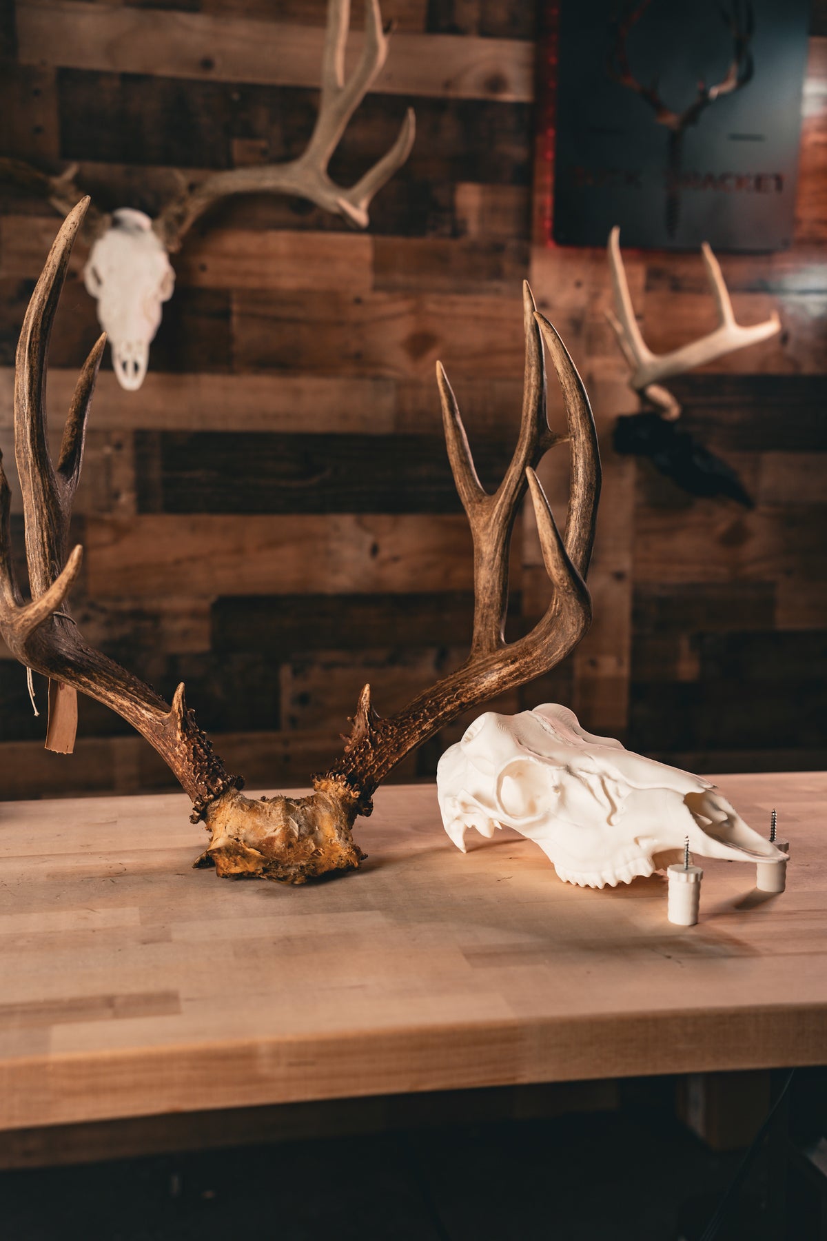 Mule Deer - Replica Mount