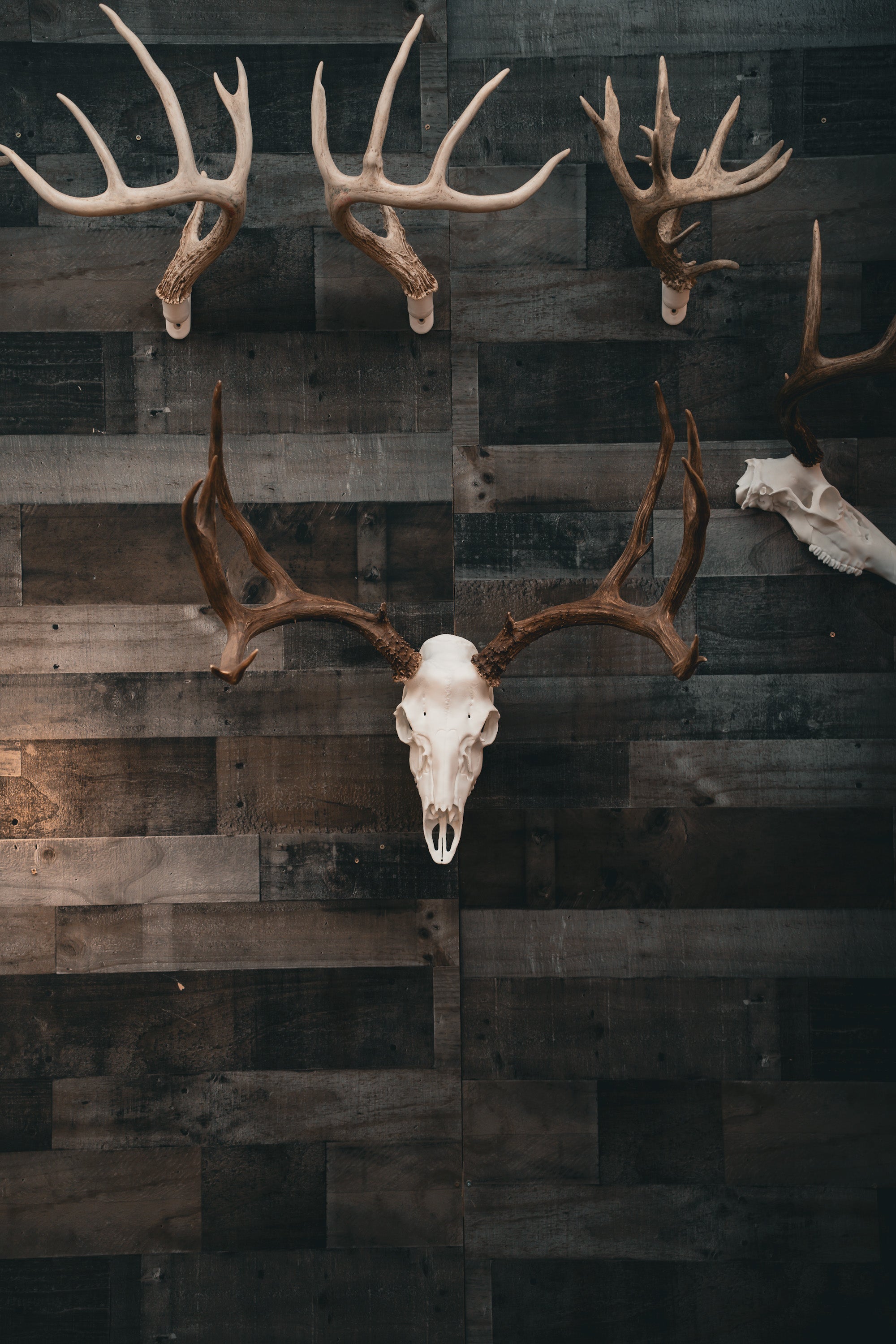 Mule Deer - Replica Mount – Buck Bracket