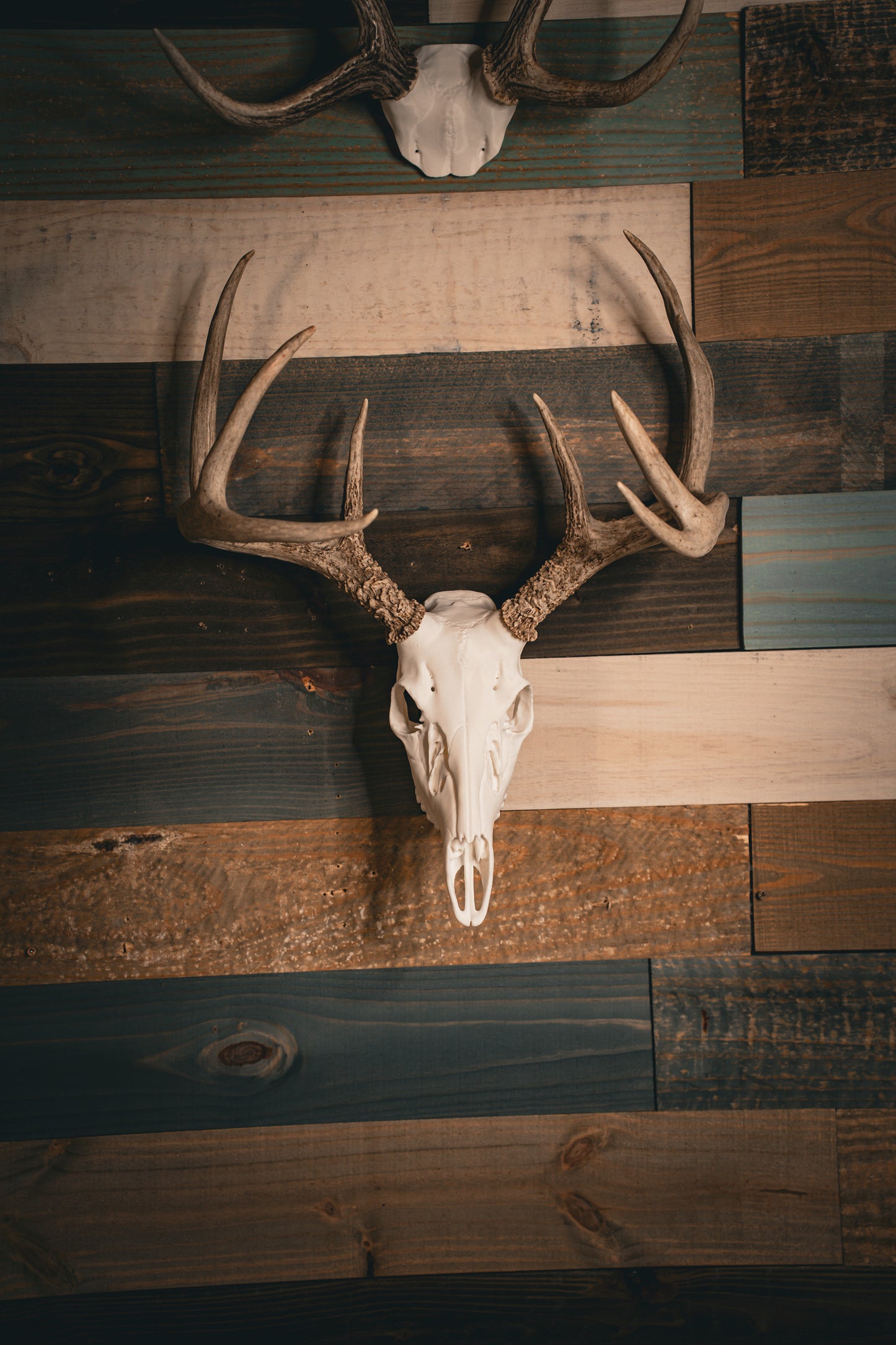 Whitetail Deer Snap Skull - Replica Mount