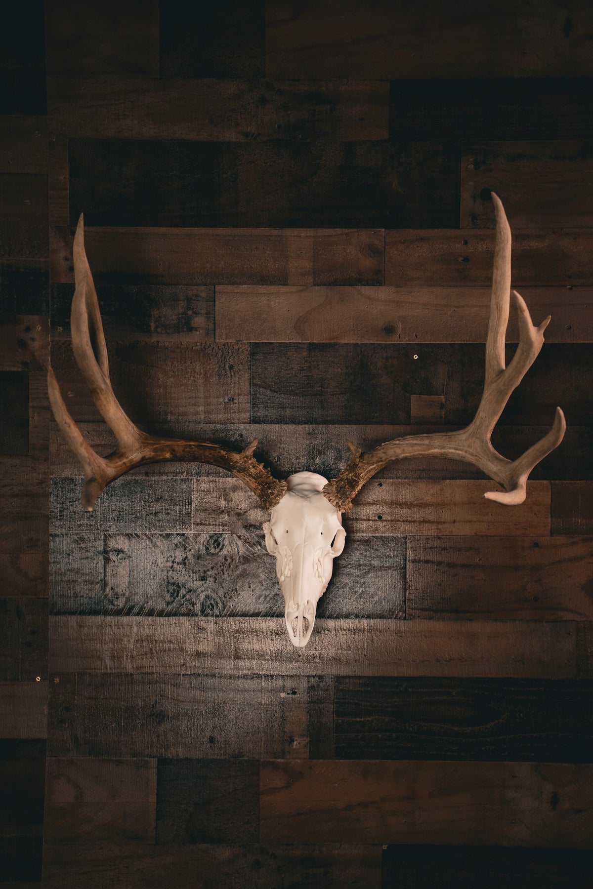Mule Deer - Replica Mount